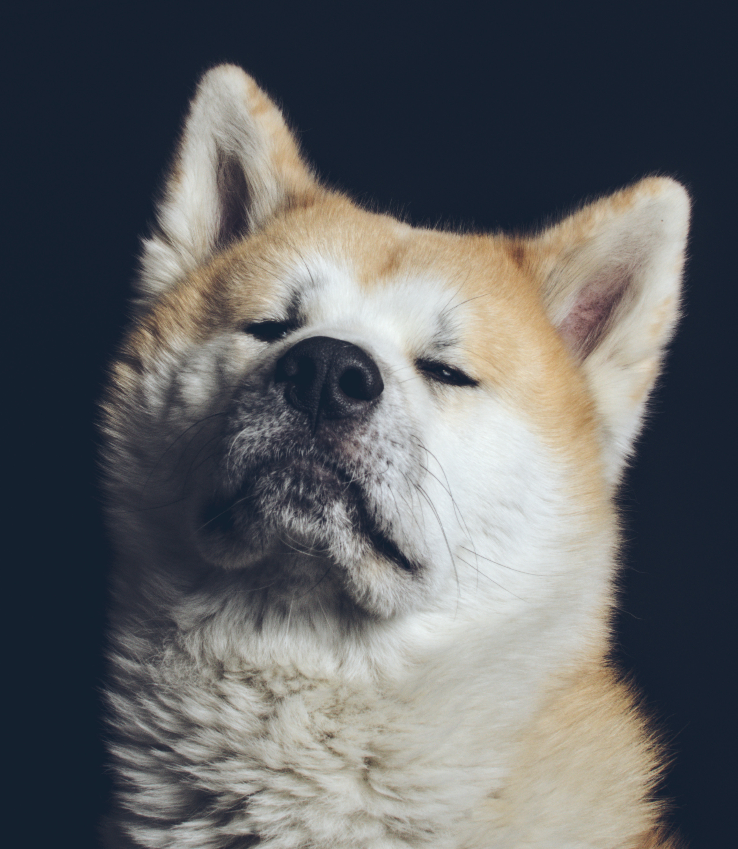 Портрет собаки   Акита на черном фоне