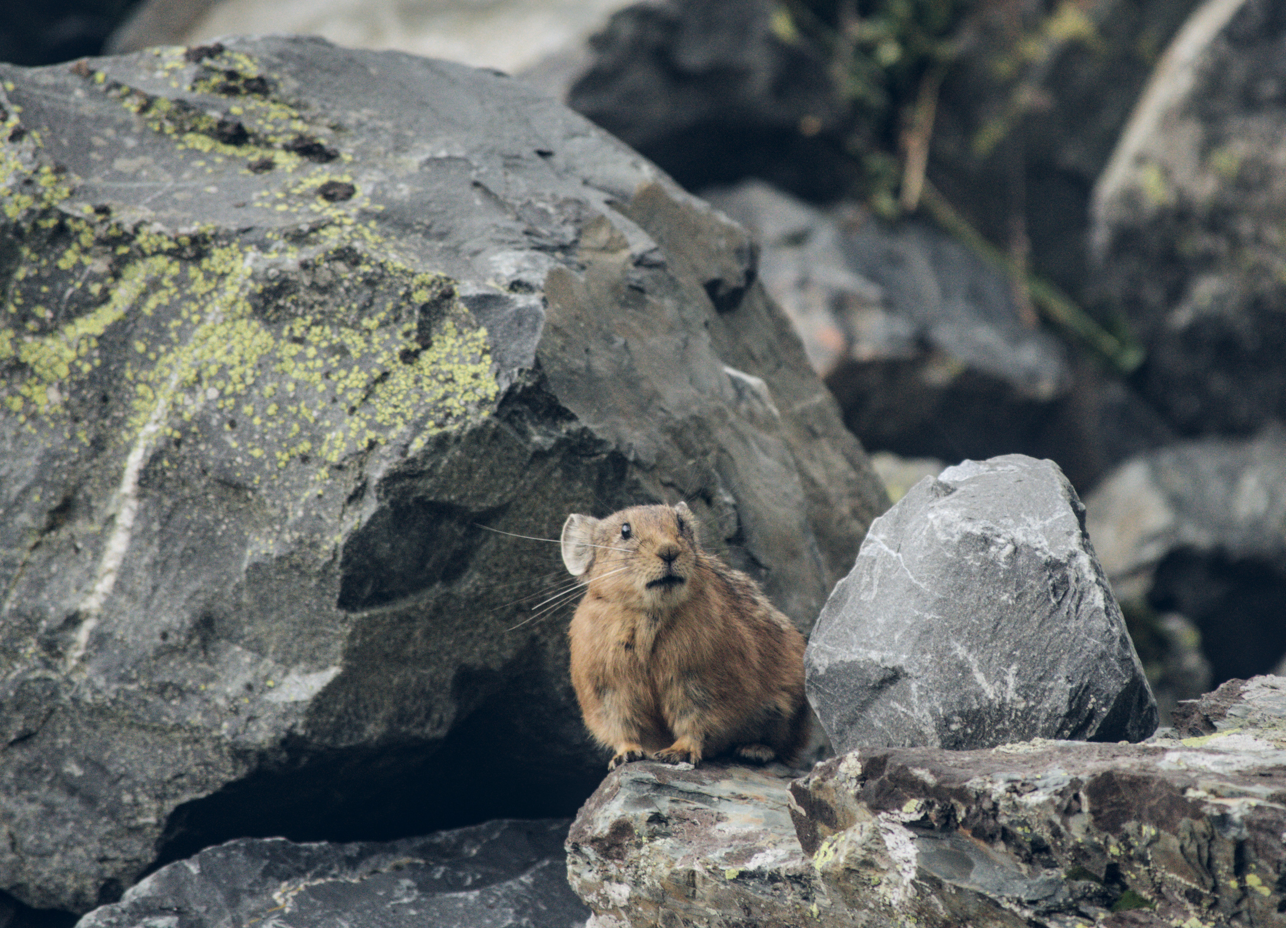Мелкое животное пищуха в камнях