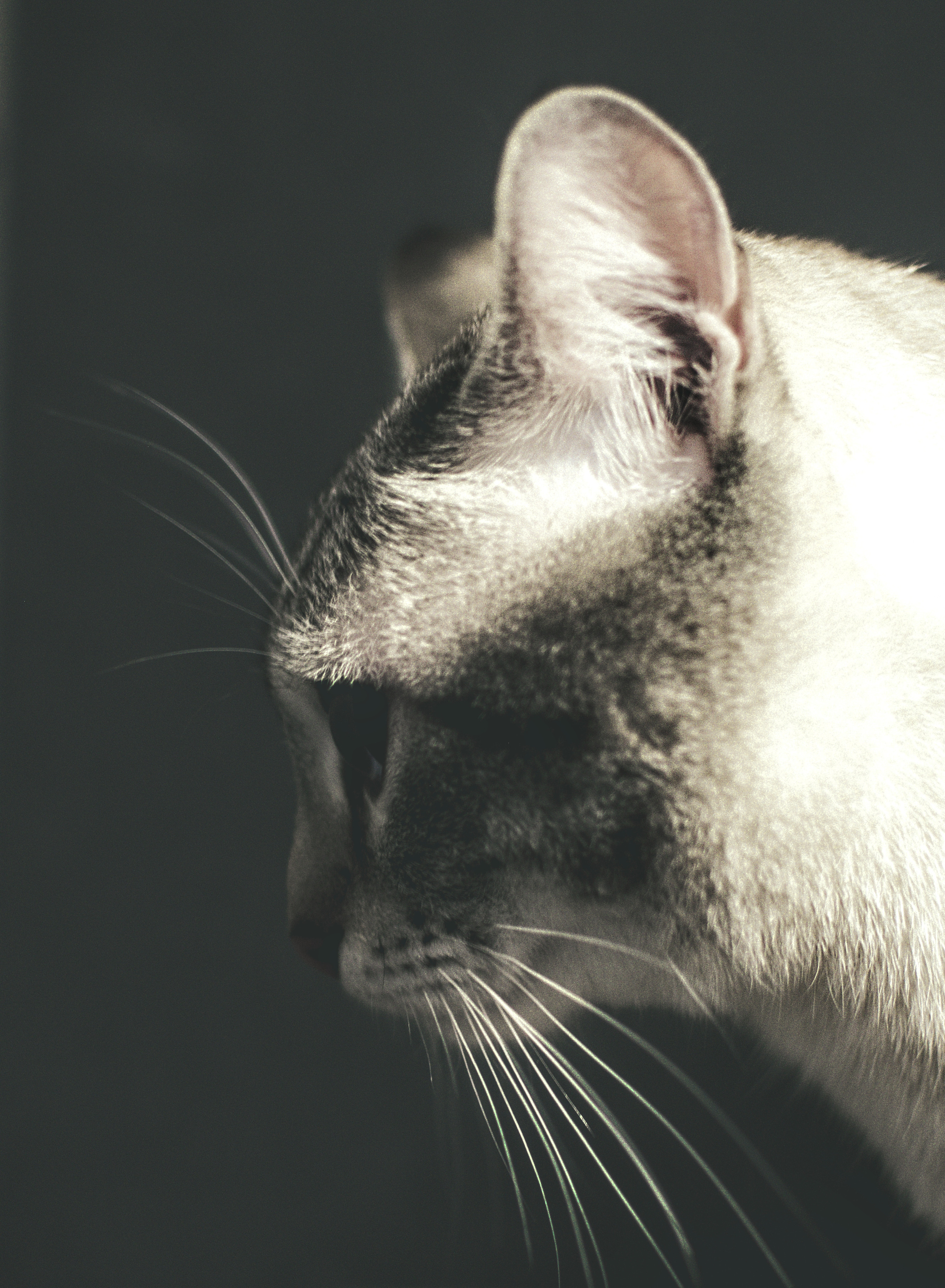 Портреты кошек. Фотограф анималист, пейзажист, спортивные мероприятия. Новосибирск