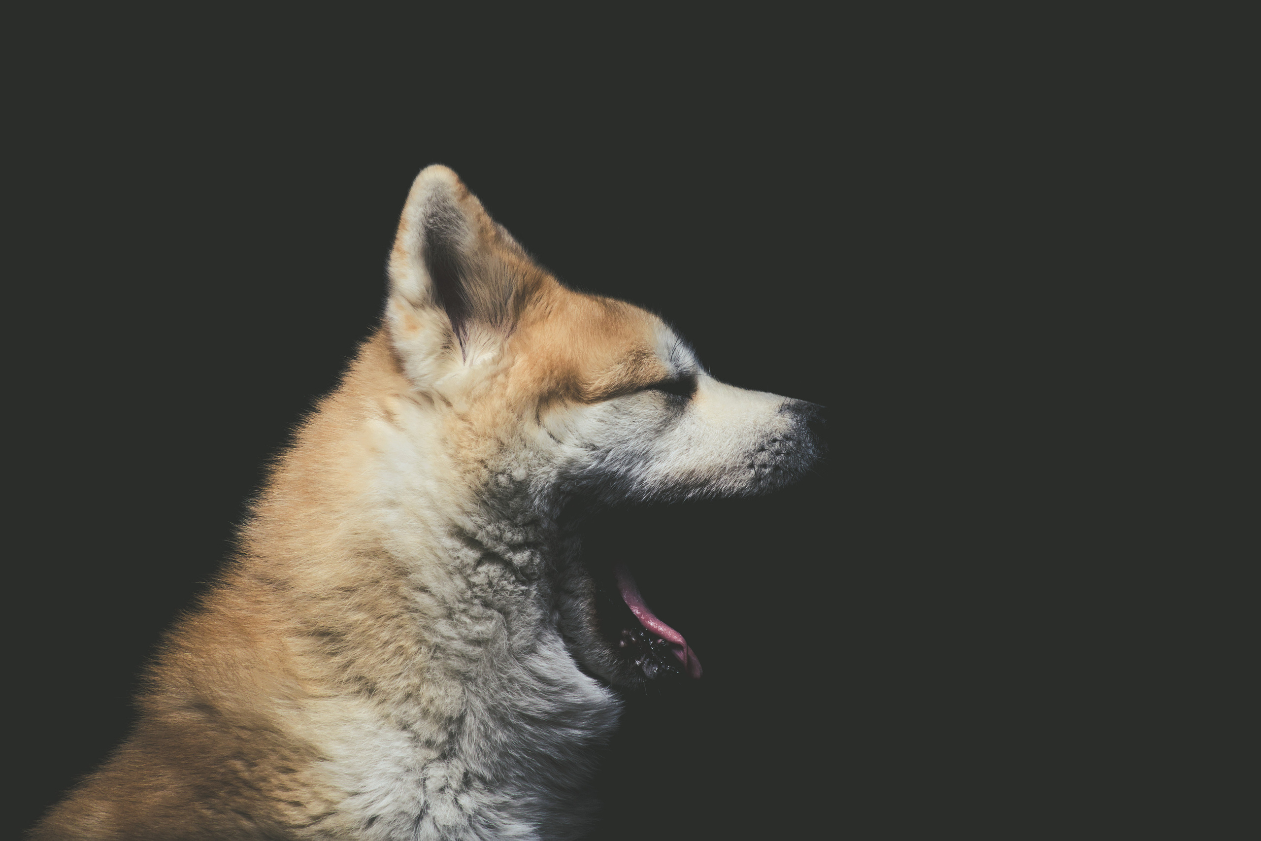 Портрет собаки профиль  Акита на черном фоне