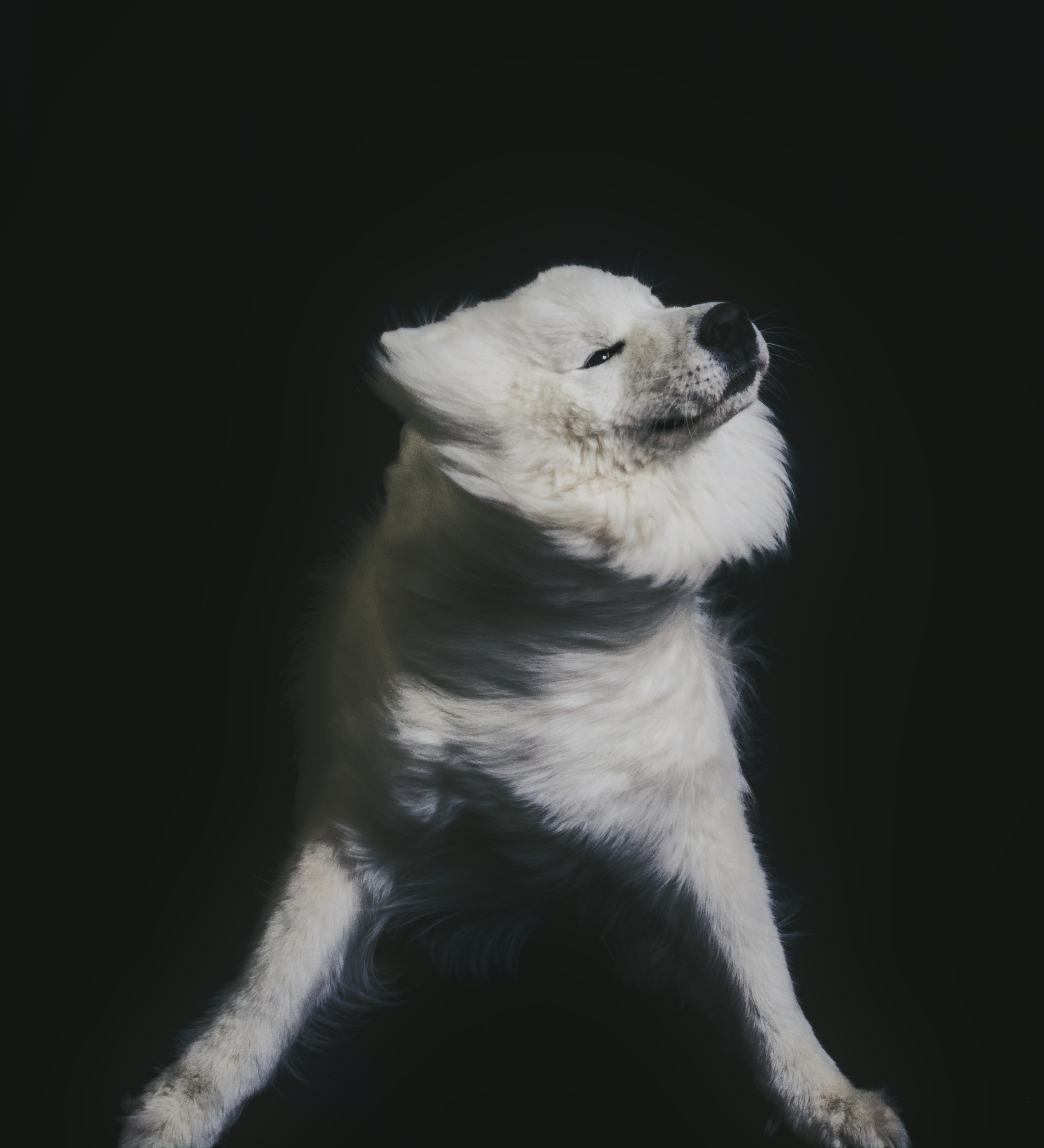 Портреты собак. Фотограф анималист, пейзажист, спортивные мероприятия. Новосибирск