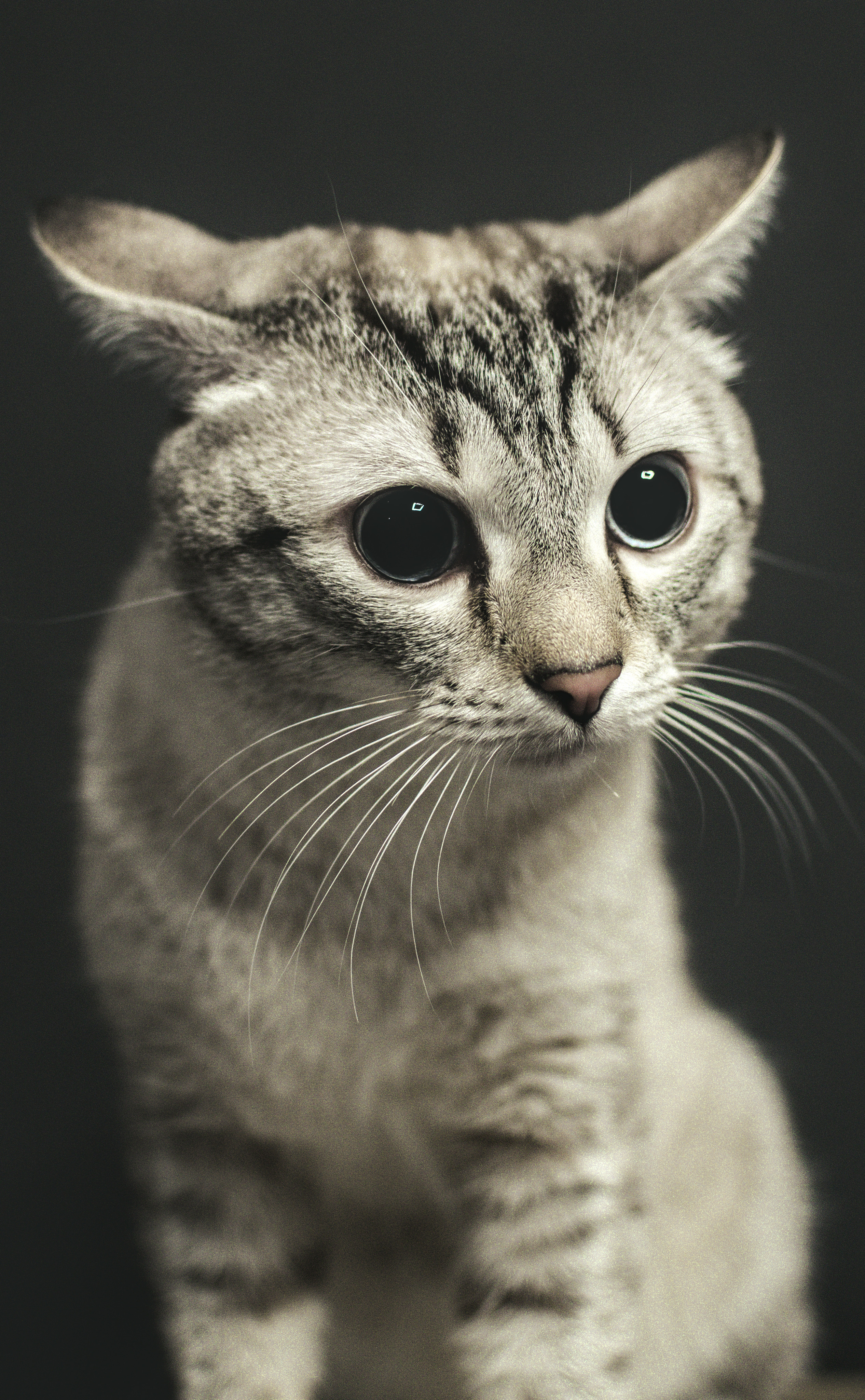 Портреты кошек. Фотограф анималист, пейзажист, спортивные мероприятия. Новосибирск