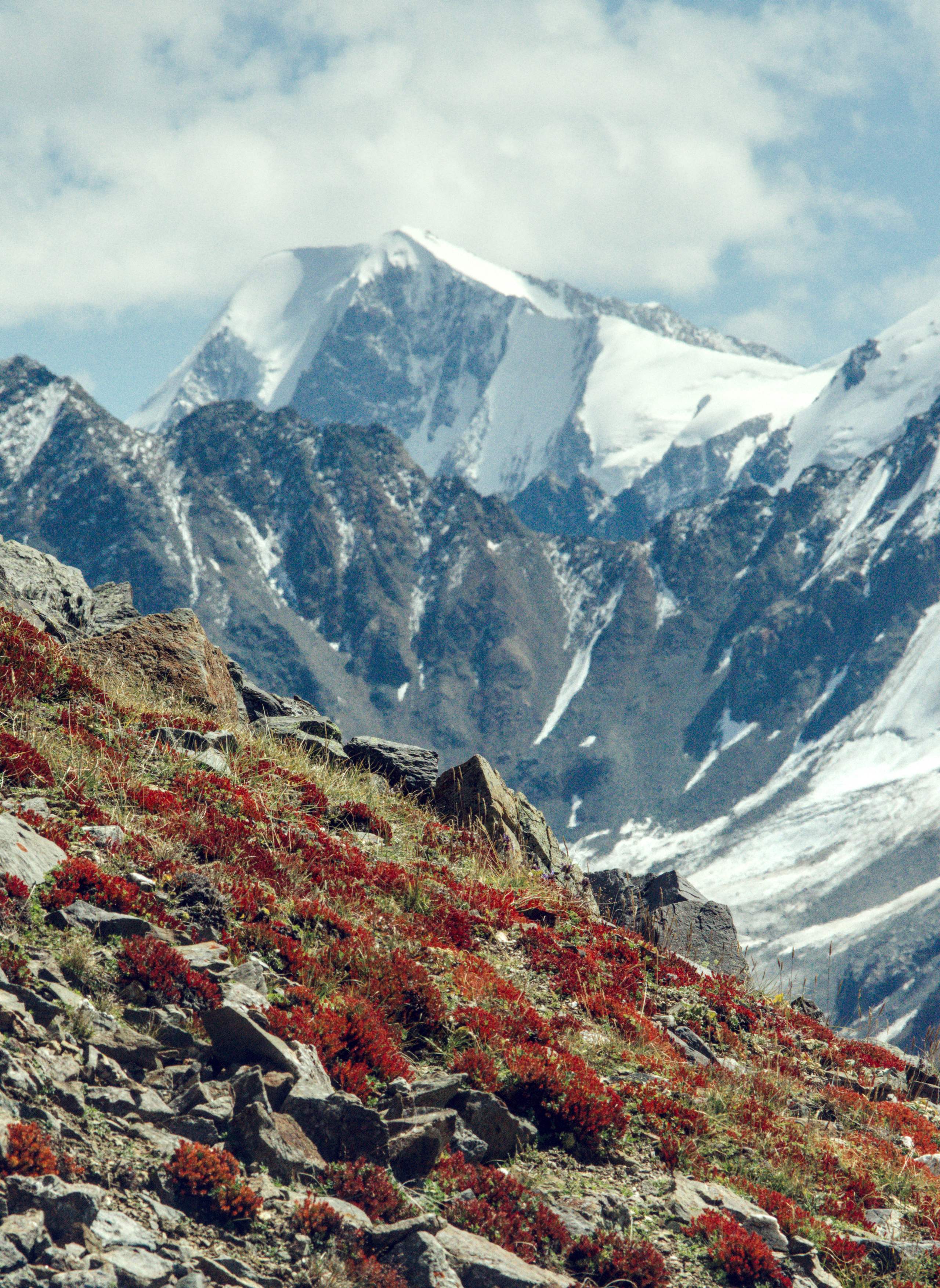 Травянной склон с фоном Гора Маашей на Алтае 