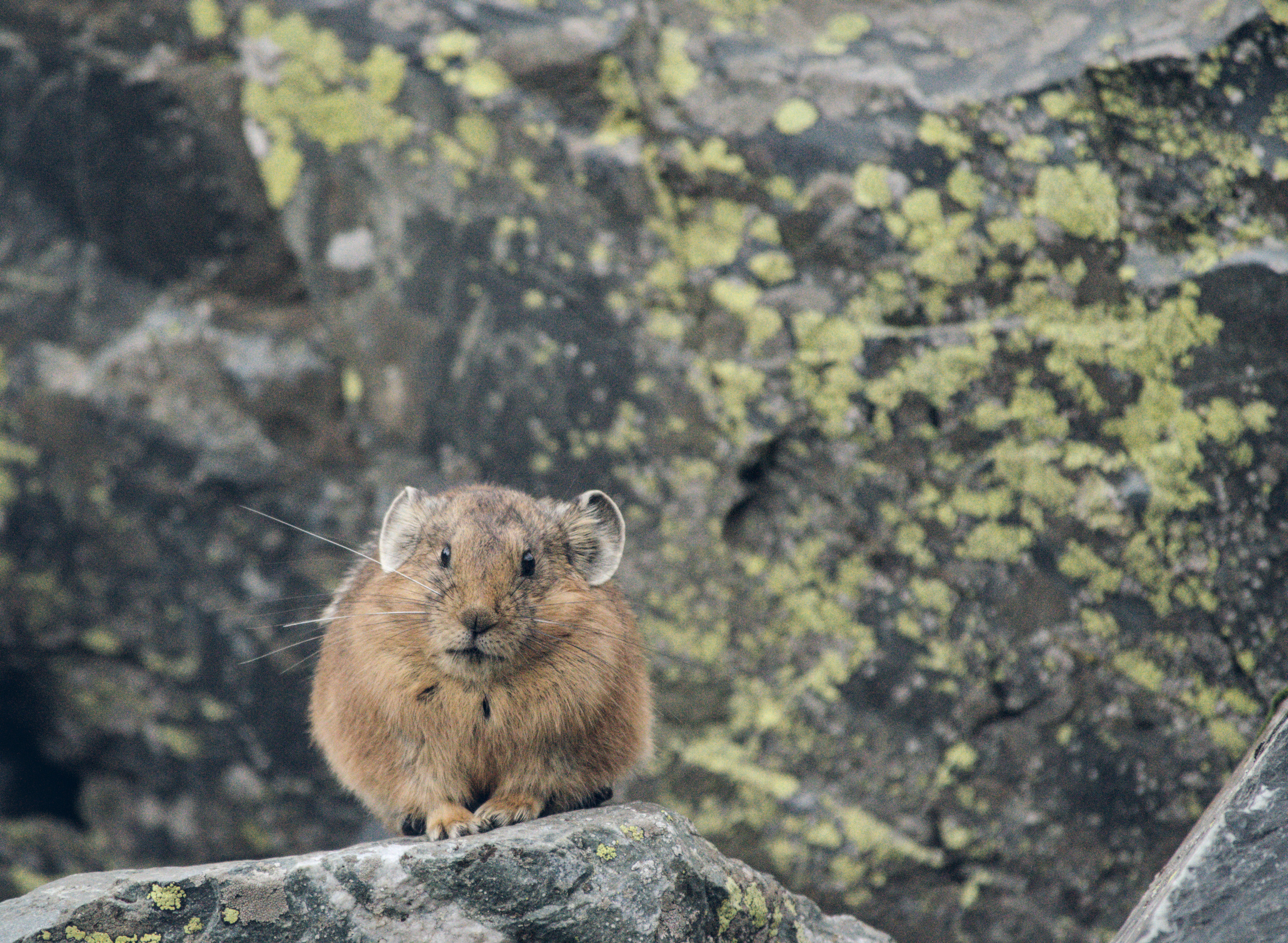 Мелкое животное пищуха в камнях