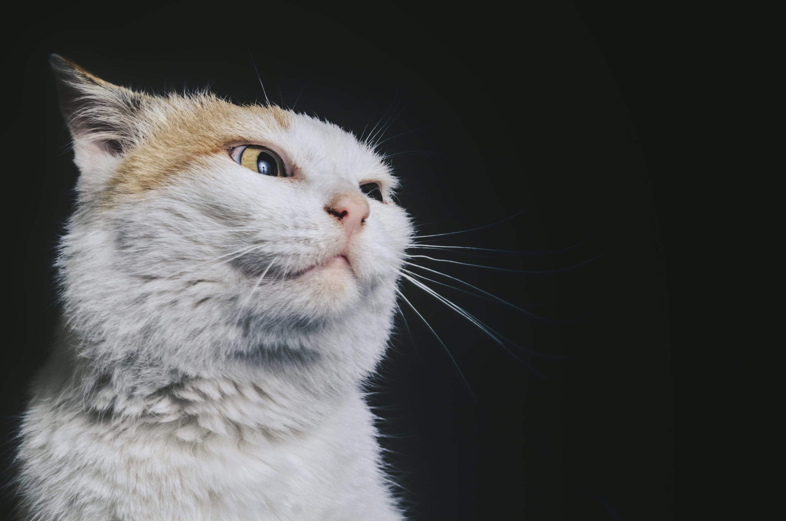 Домашний рыже-белый   кот   Портрет на черном фоне