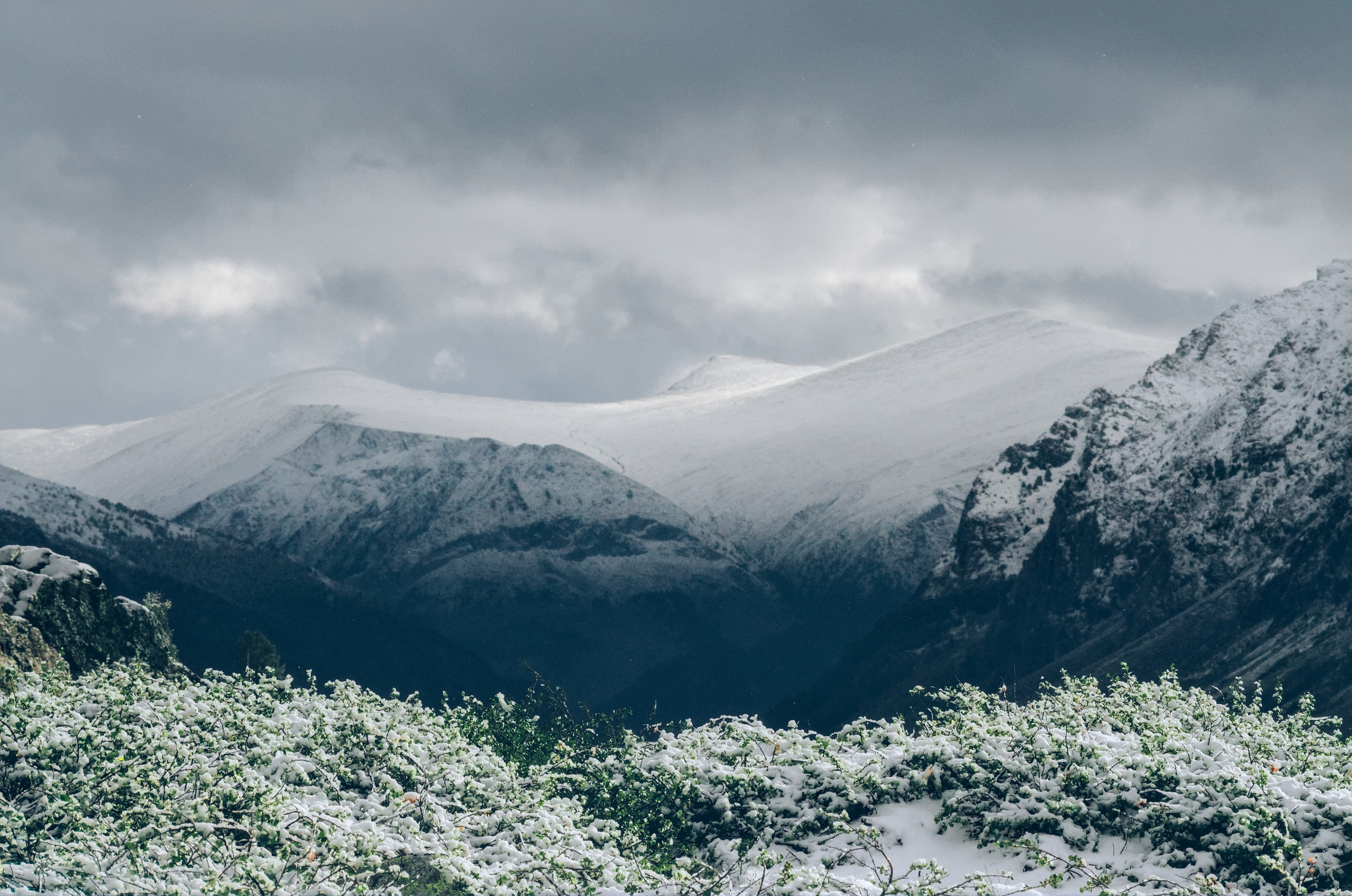 Заснеженная трава с горным хребтом на фоне