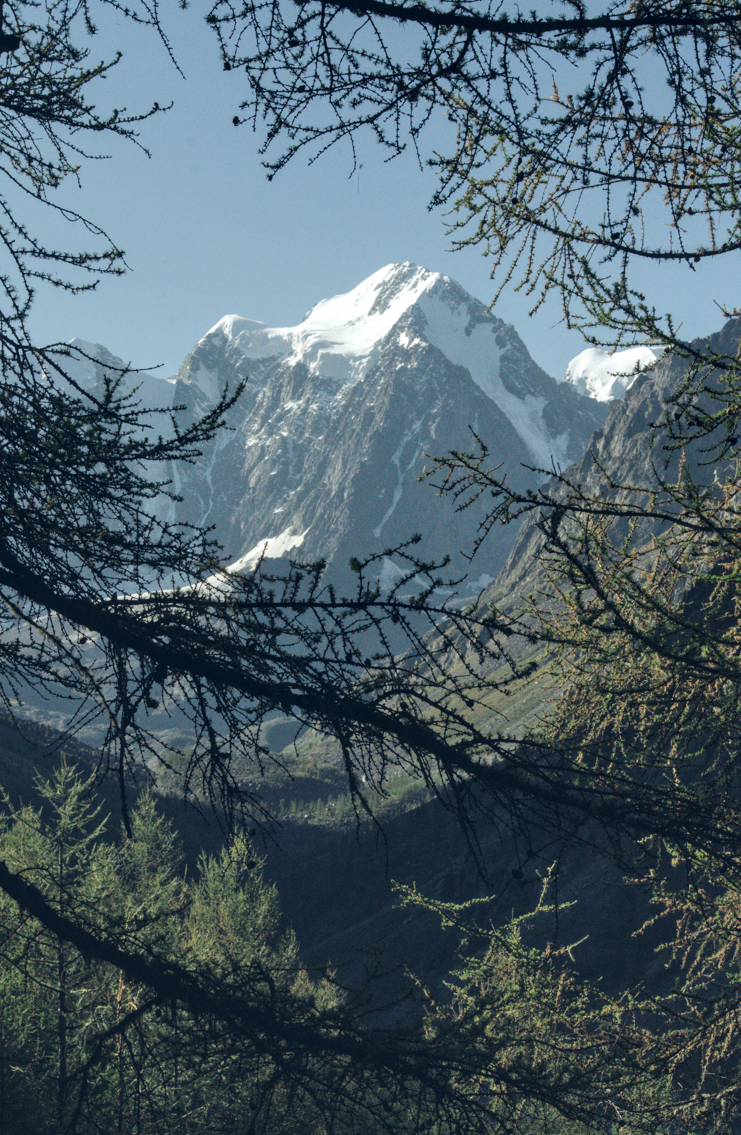 Гора Алтая через ветки лиственницы