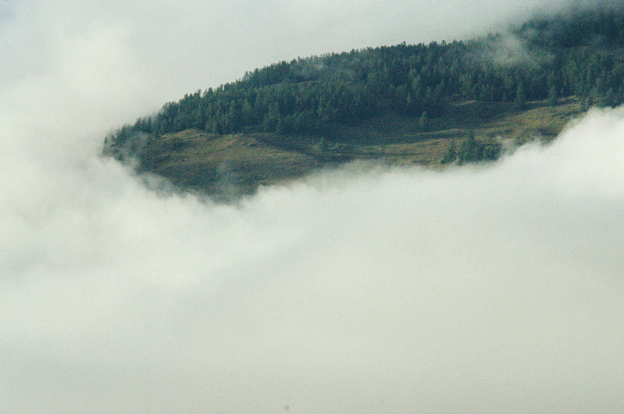 Лесной участок в тумане