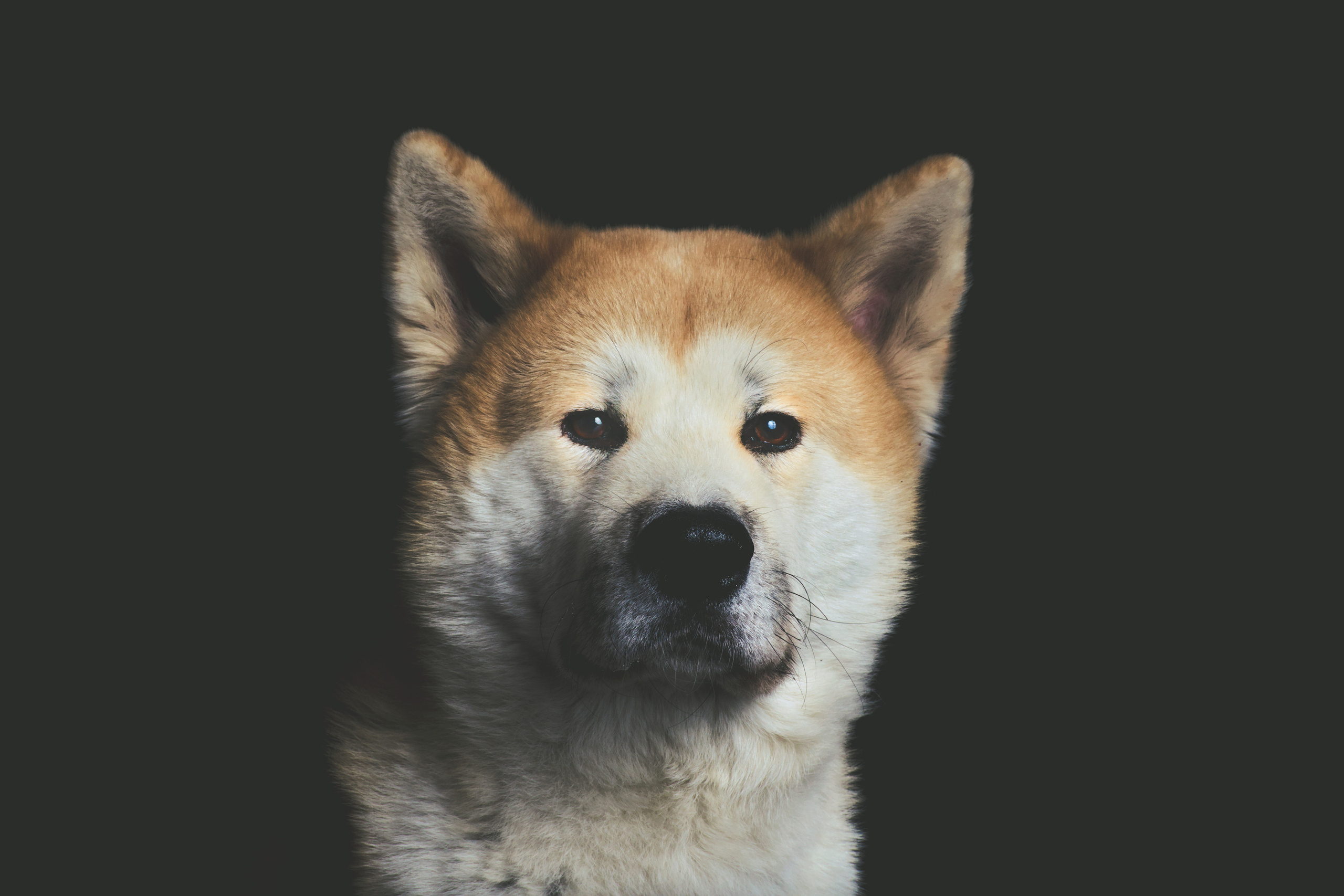 Портрет собаки анфас  Акита на черном фоне