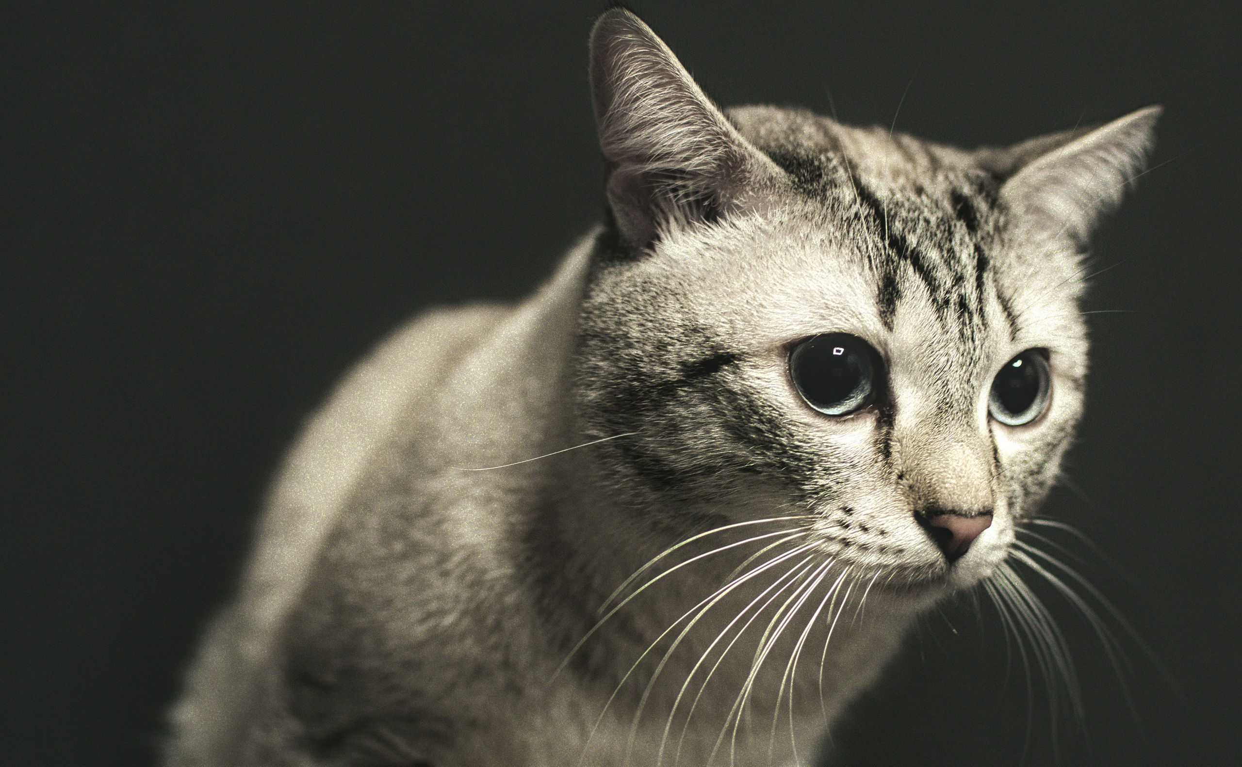 Портреты кошек. Фотограф анималист, пейзажист, спортивные мероприятия. Новосибирск