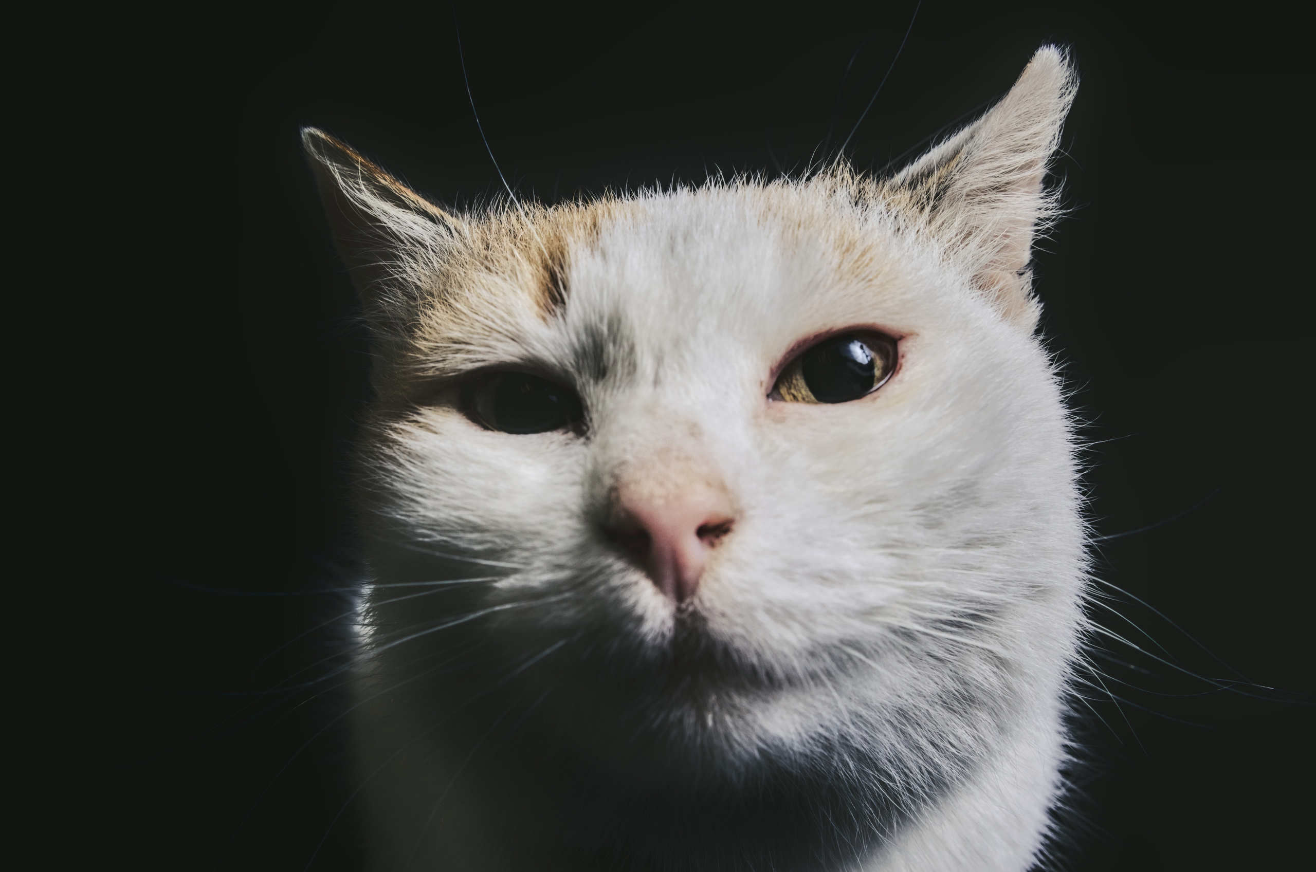 Домашний рыже-белый   кот   Портрет на черном фоне