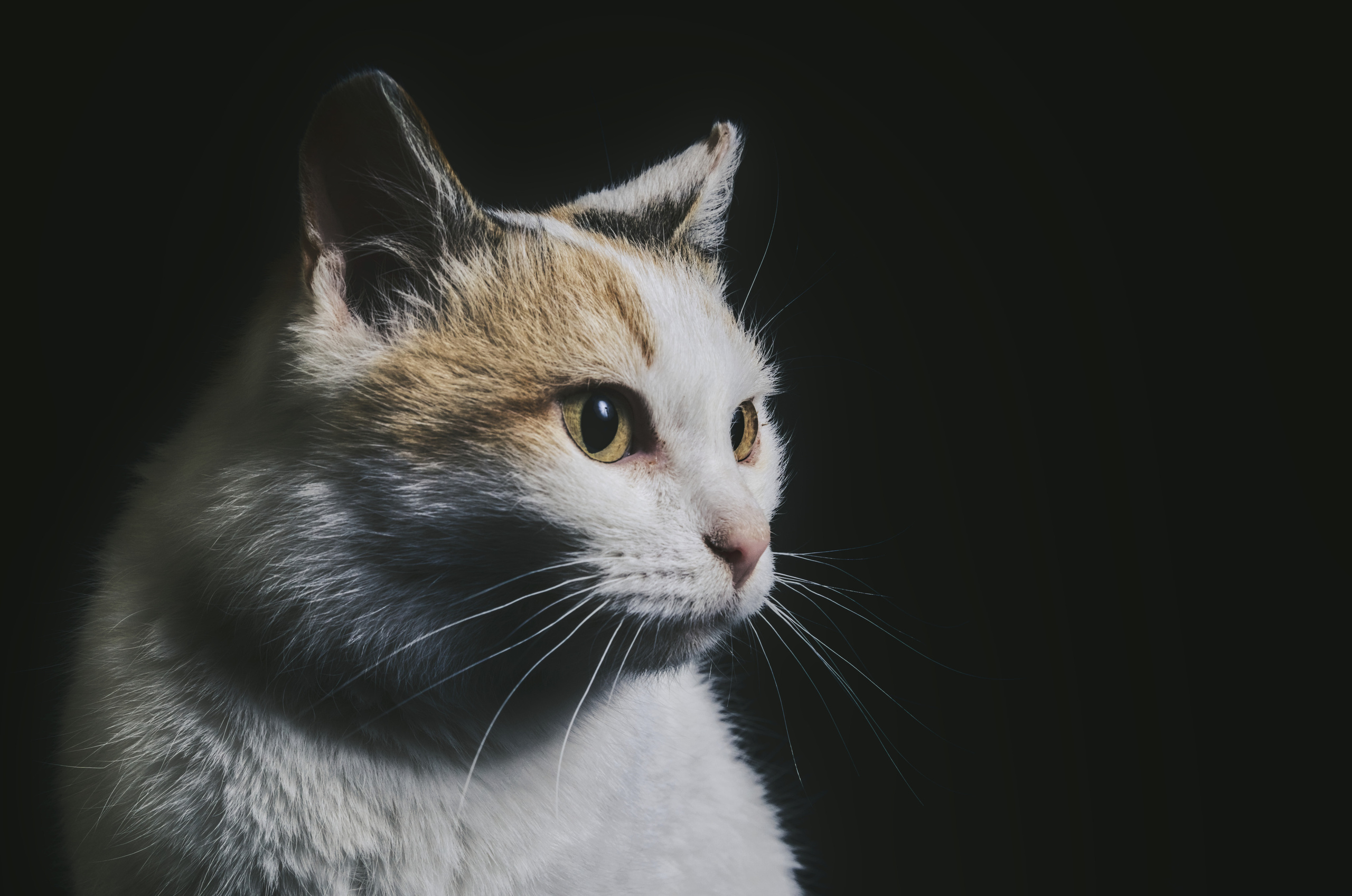 Домашний рыже-белый   кот   Портрет на черном фоне