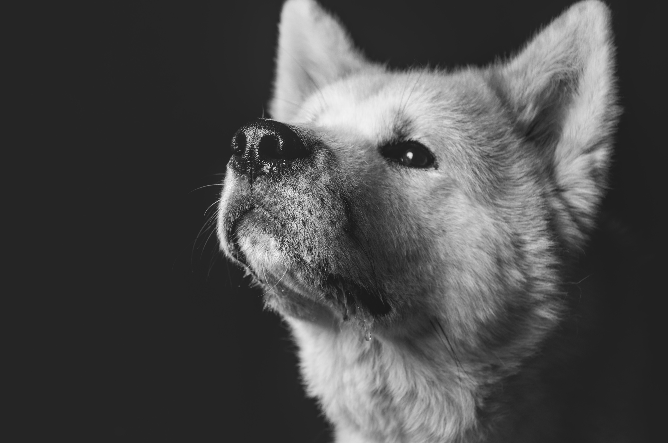 Портрет собаки   Акита на черном фоне