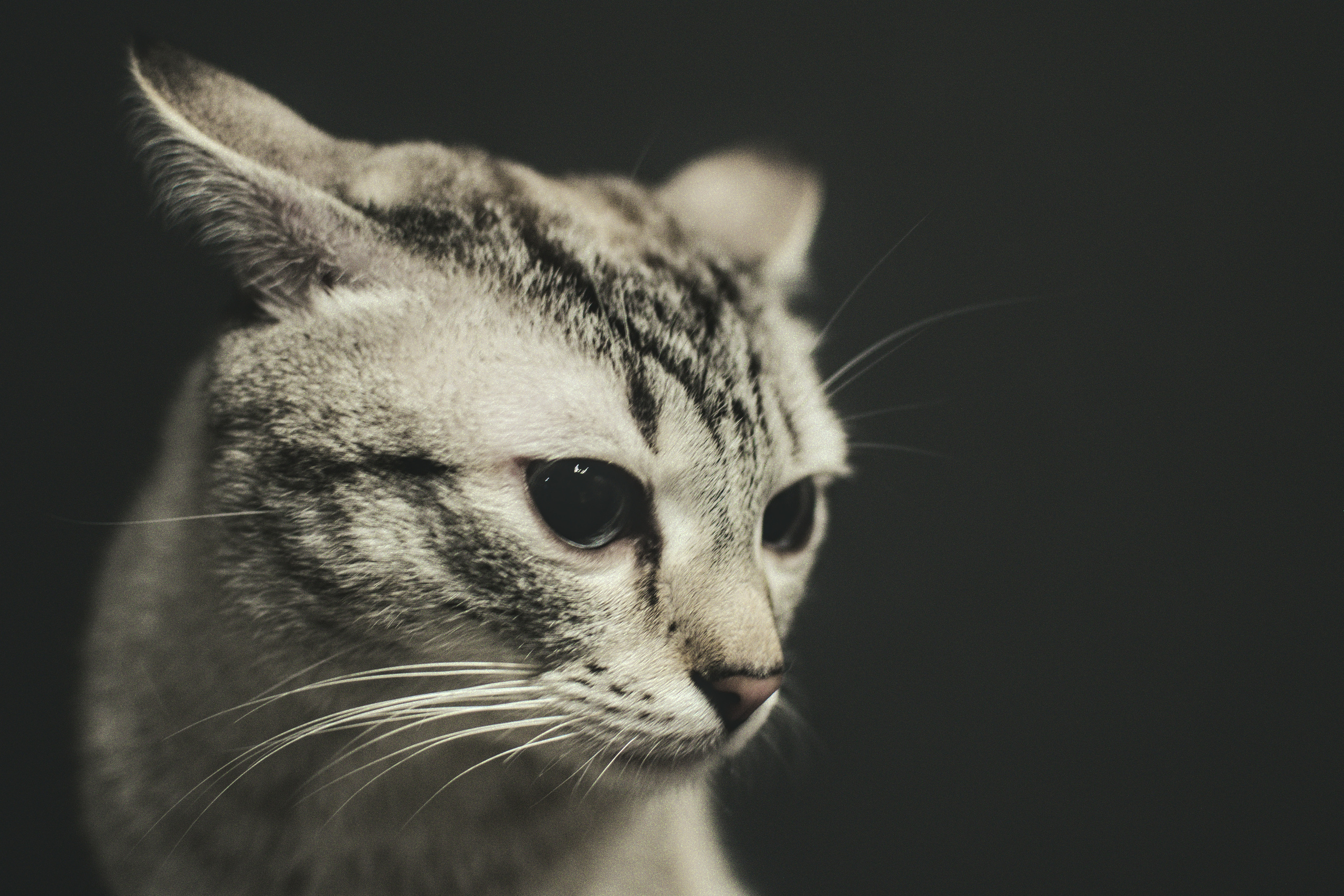 Домашний рыже-белый   кот   Портрет на черном фоне