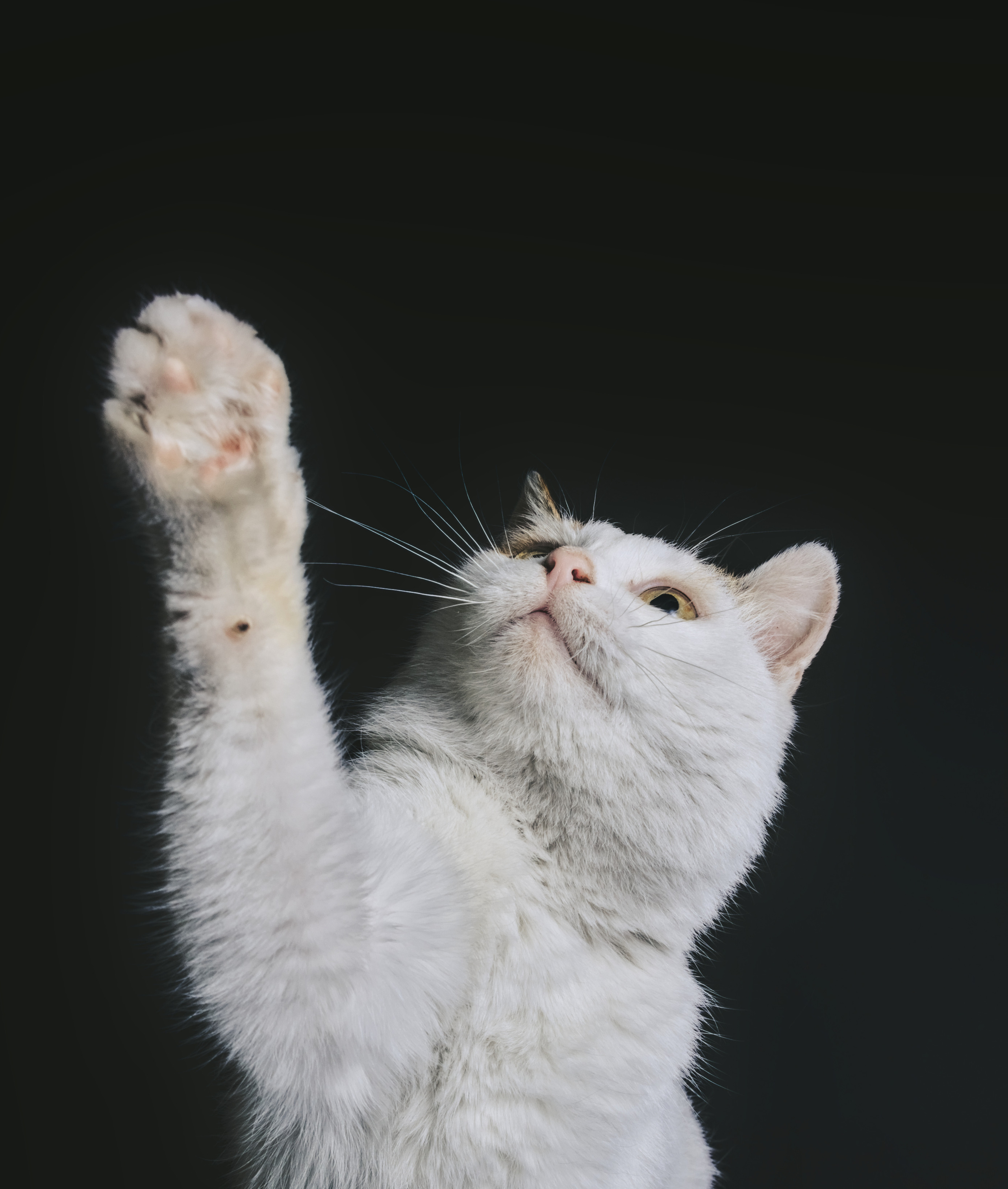 Домашний рыже-белый   кот   Портрет на черном фоне