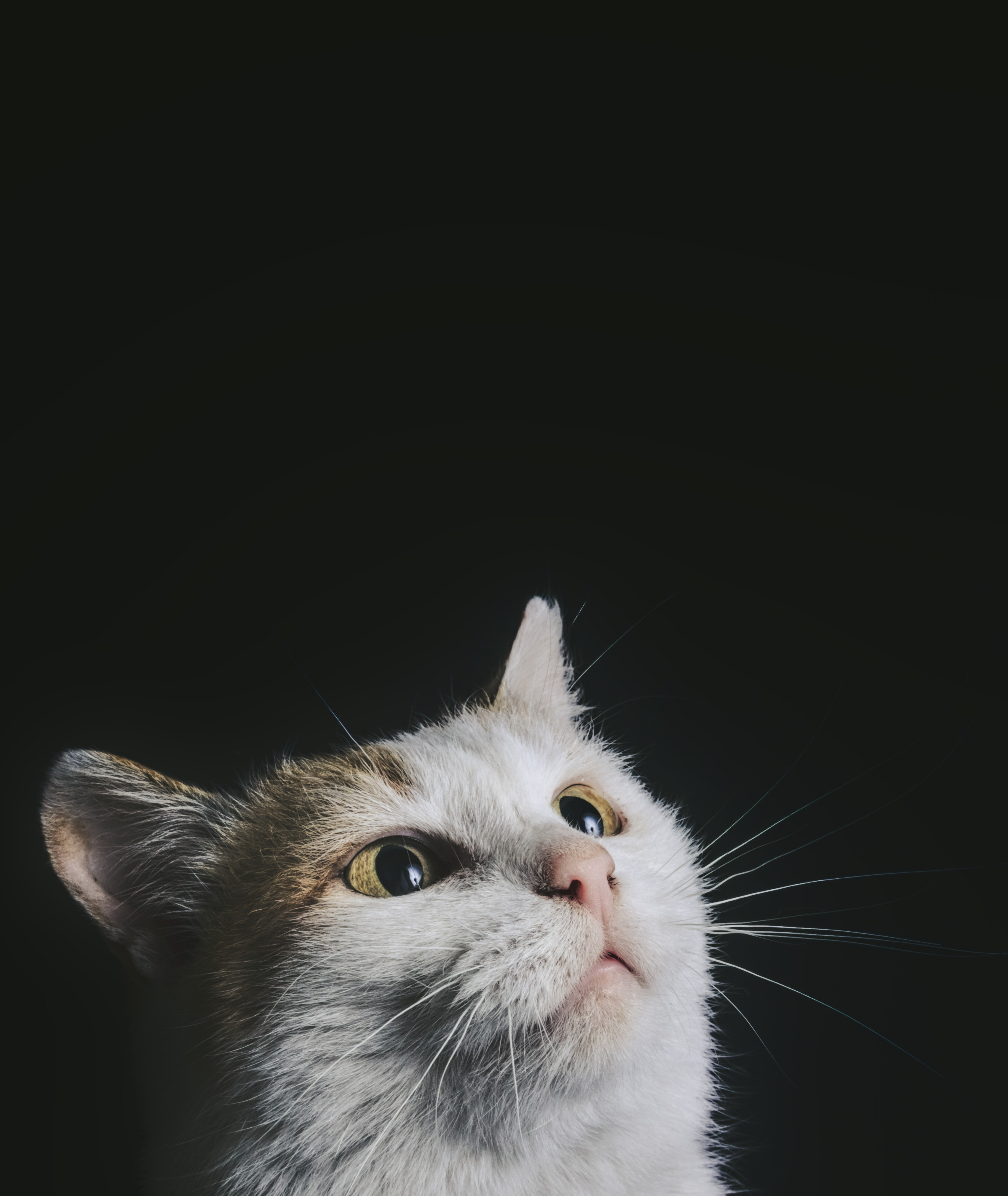 Домашний рыже-белый   кот   Портрет на черном фоне