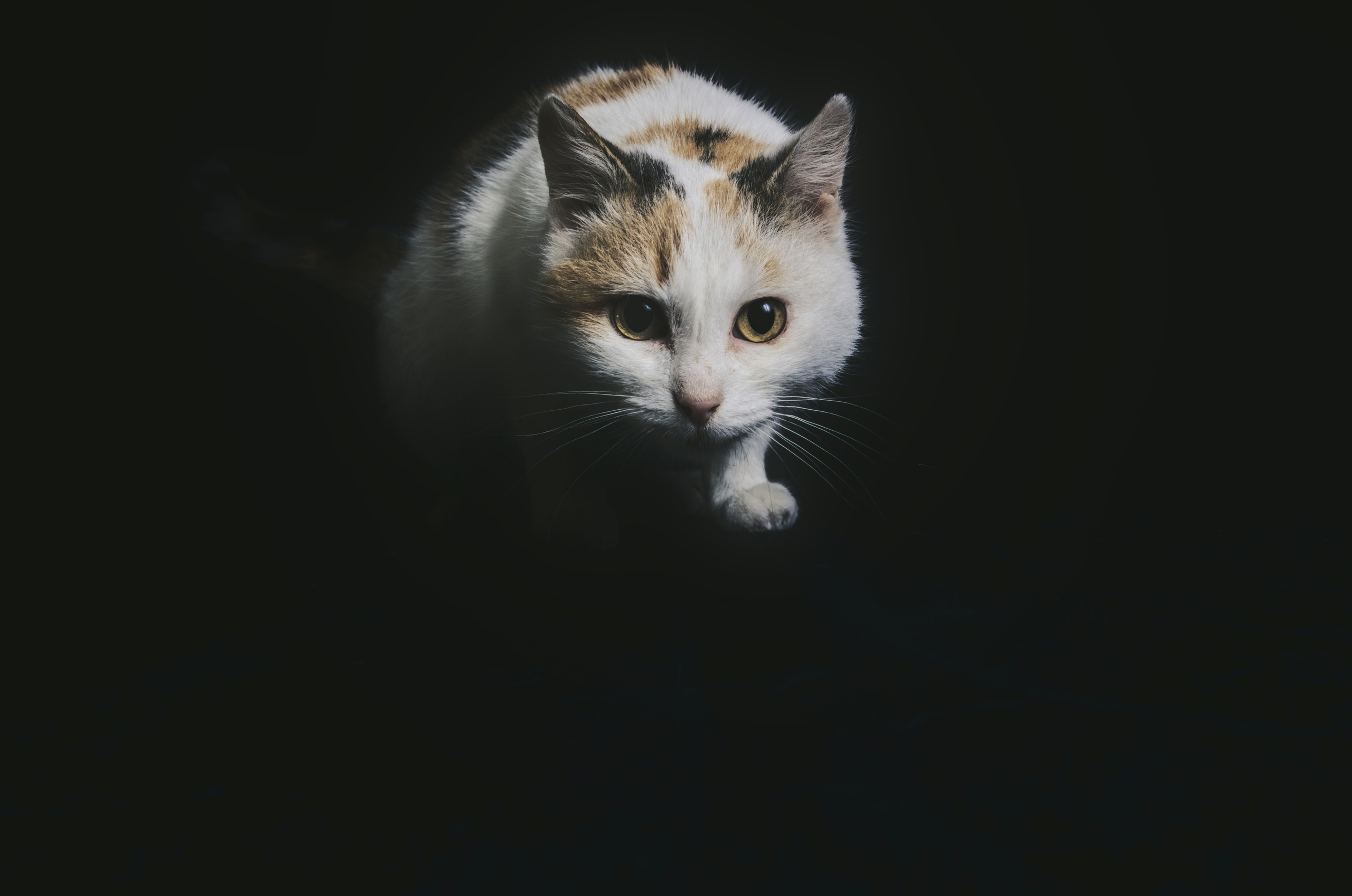 Домашний рыже-белый   кот   Портрет на черном фоне