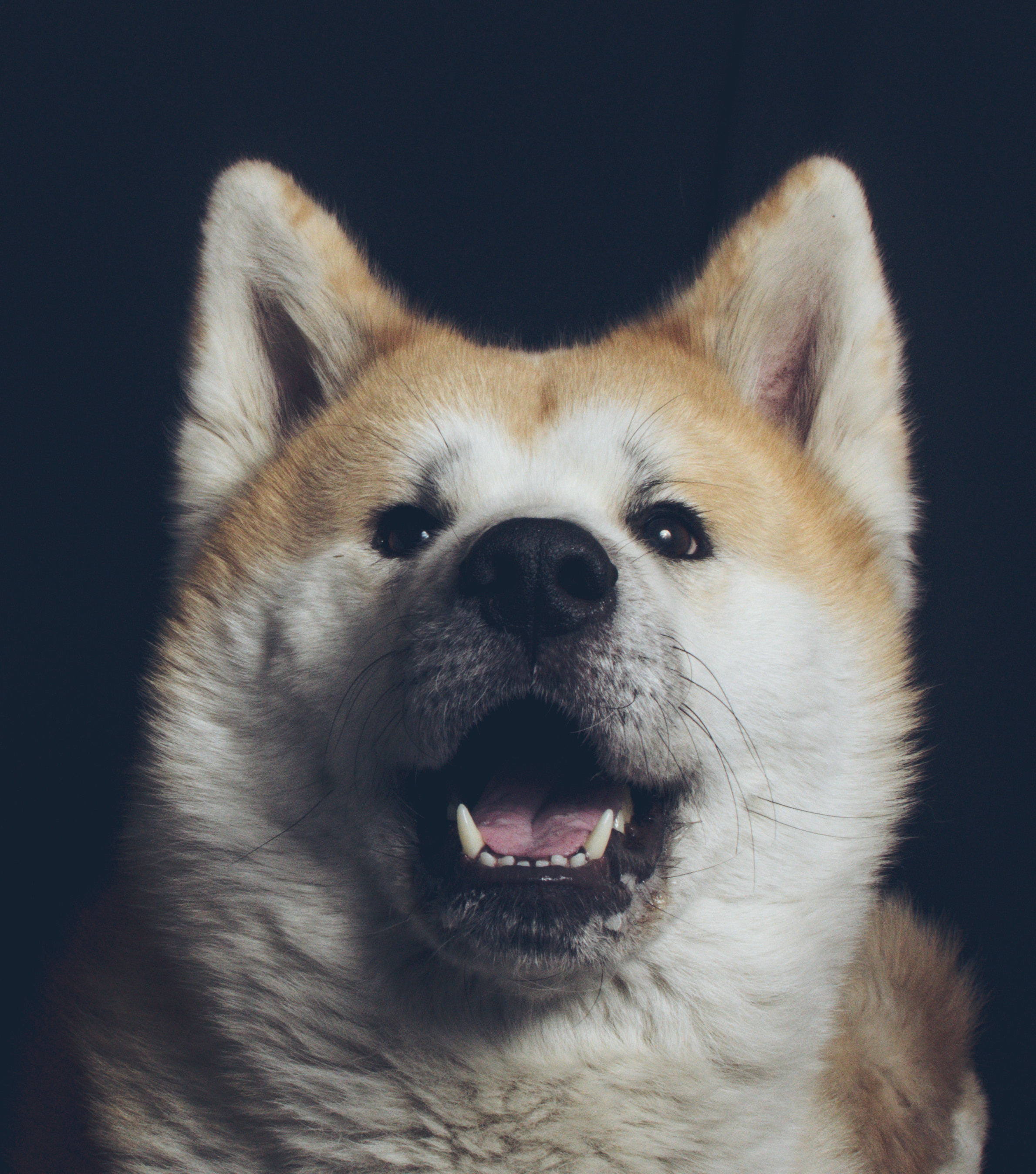 Портрет собаки   Акита на черном фоне