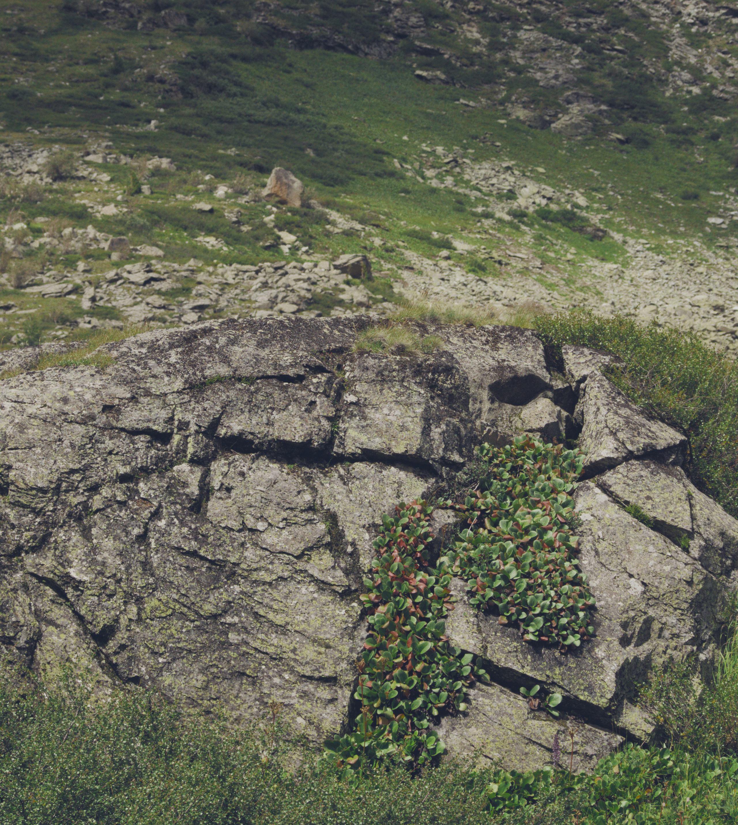 Камень заросший баданом