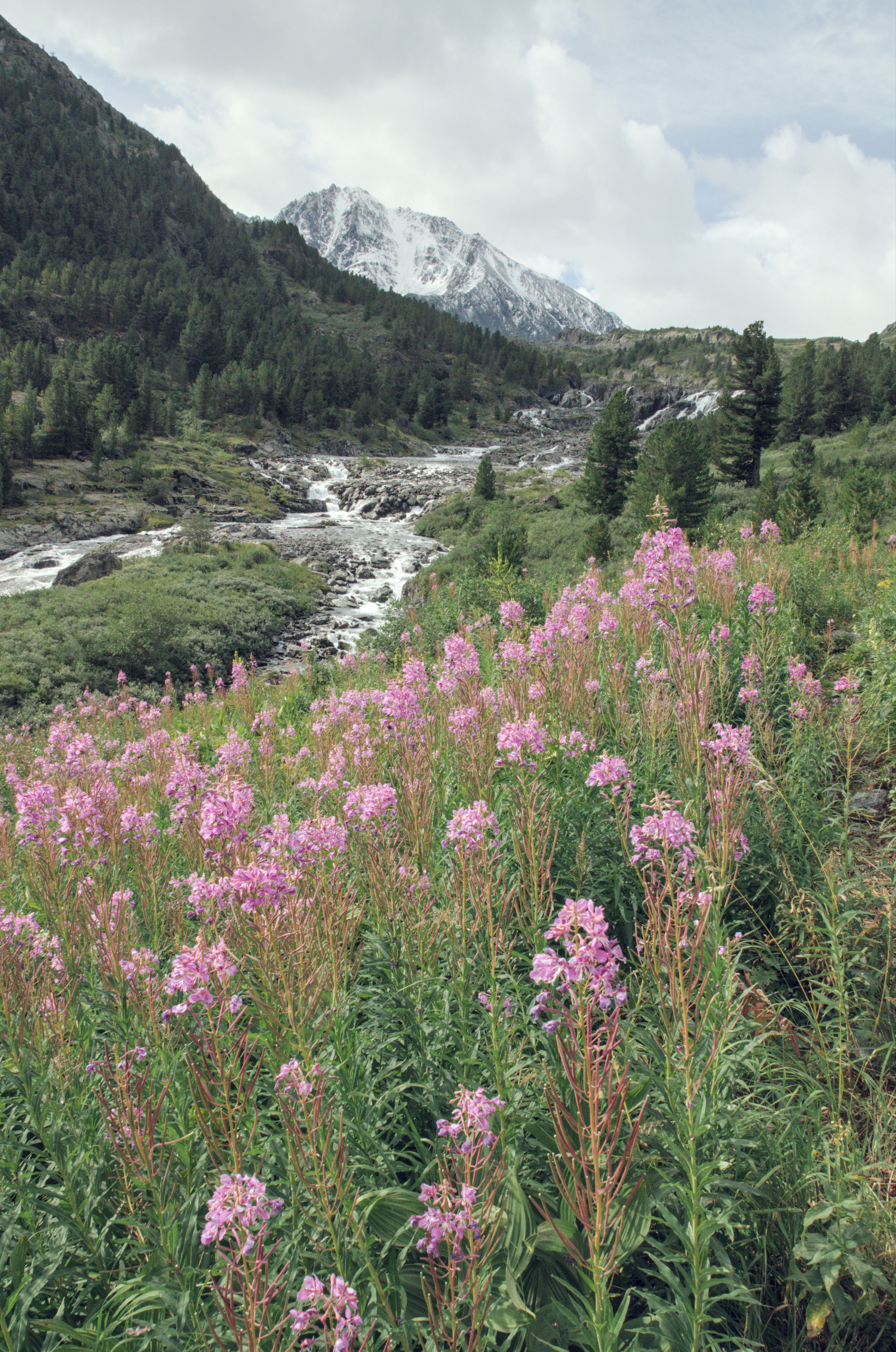 горные цветы на фоне водопада Алтая