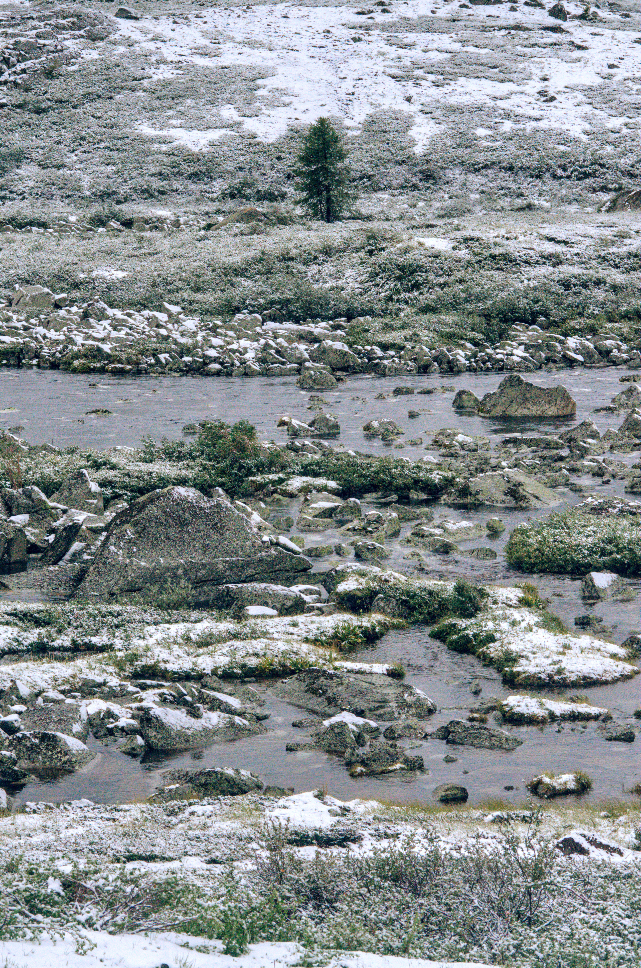 Одинокое дерево на заснеженном поле с камнями