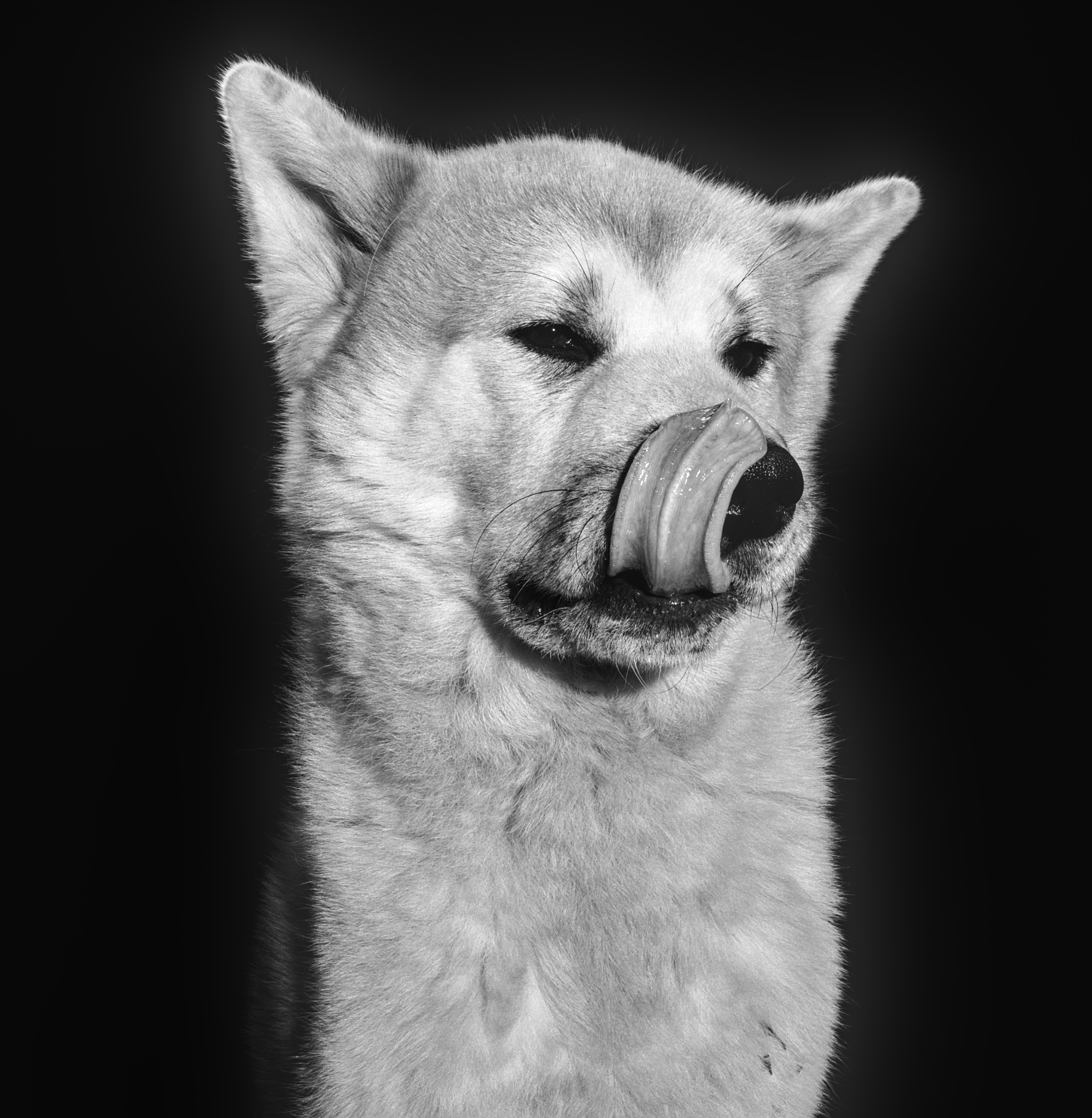 Портрет собаки с языком  Акита на черном фоне