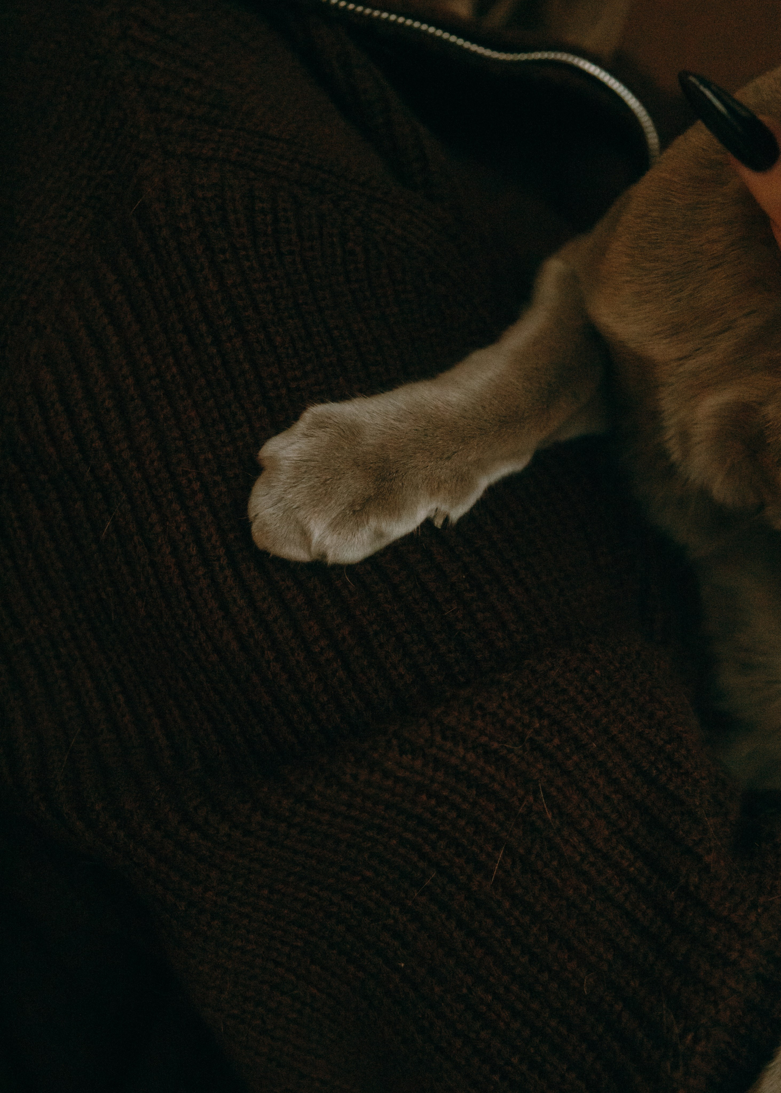 Амина, Булат и Орион. Фотограф-анималист Ксения Воробьева, Москва