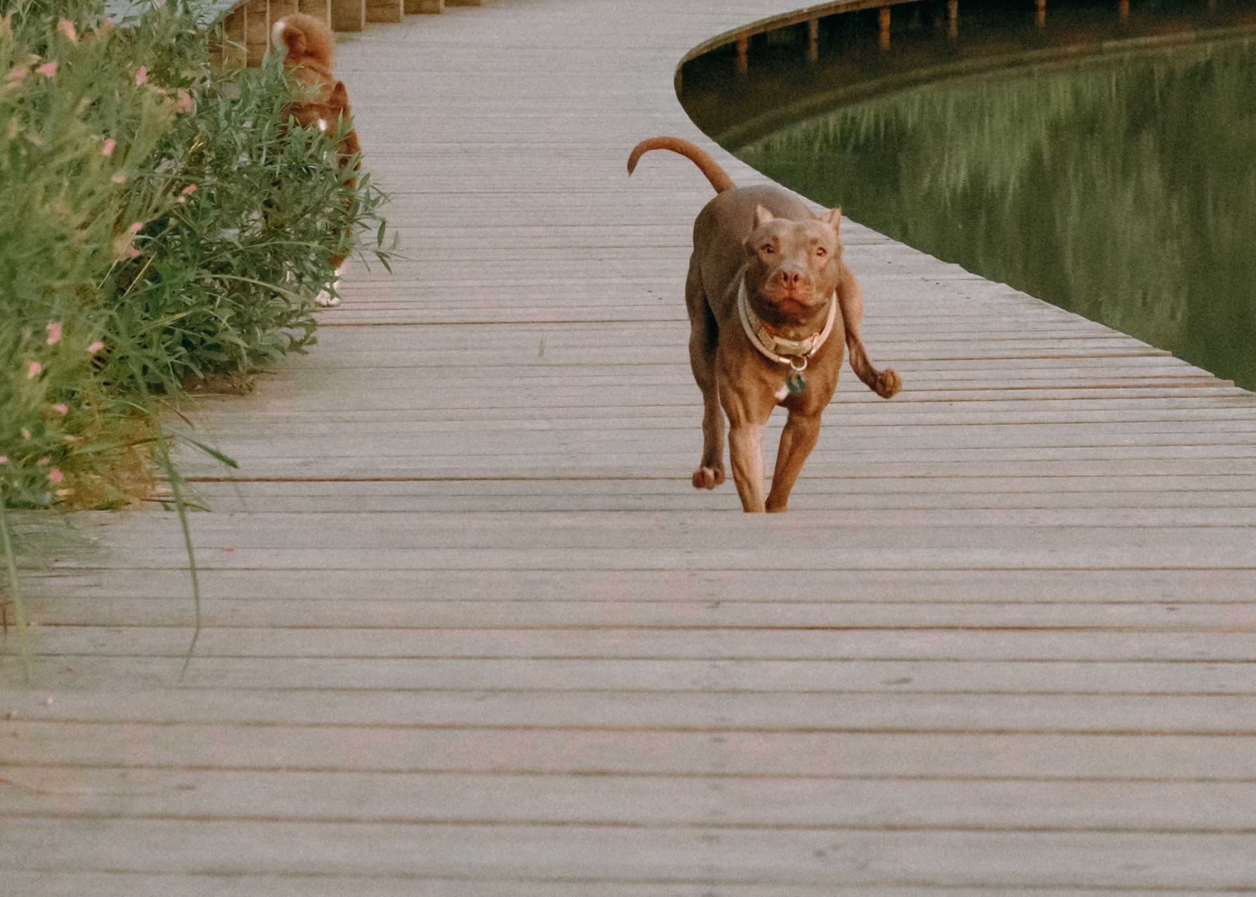 Виолетта, Лила и Питер. Фотограф-анималист Ксения Воробьева, Москва