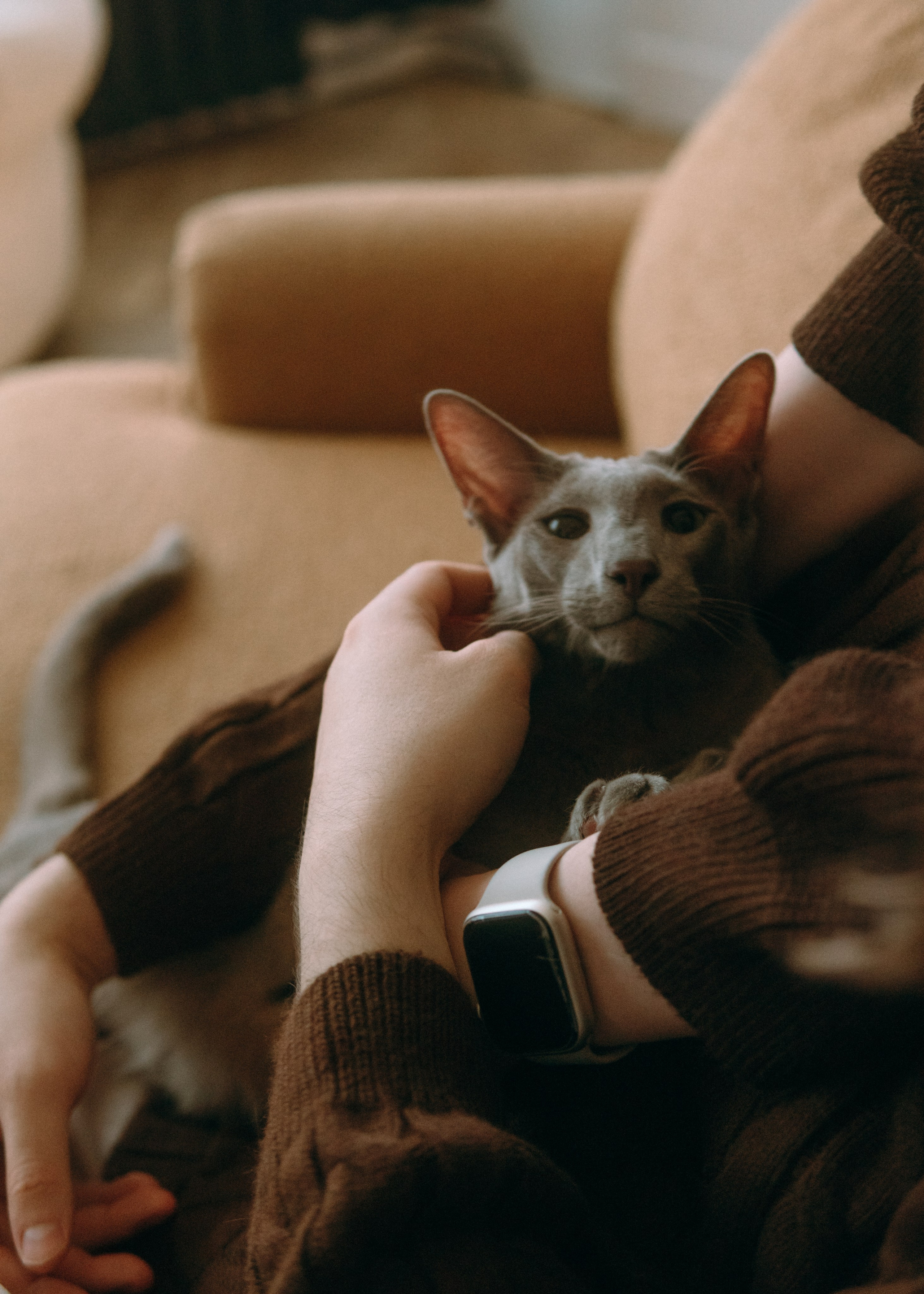 Амина, Булат и Орион. Фотограф-анималист Ксения Воробьева, Москва