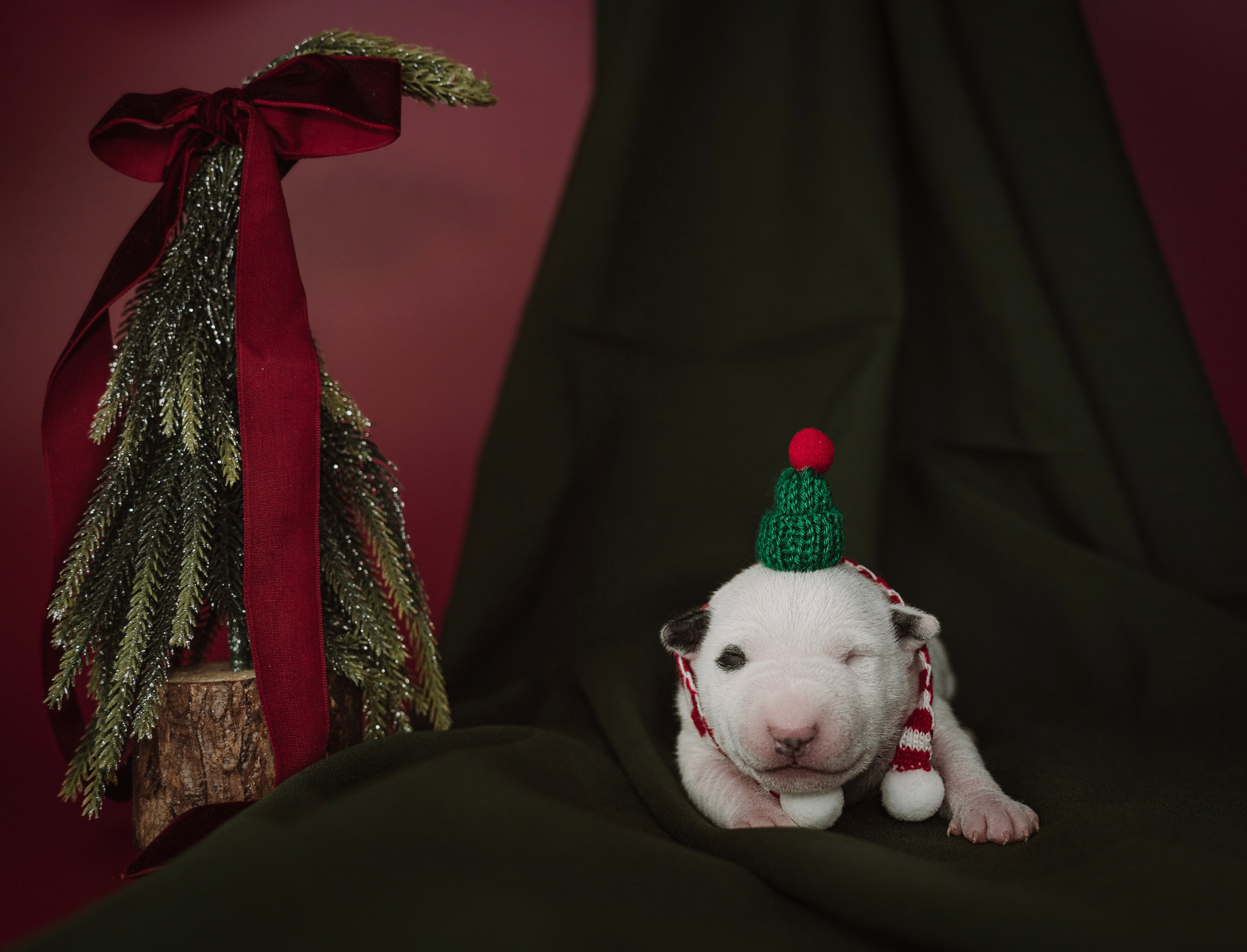 Ньюборн. Семейный фотограф анималист г. Находка