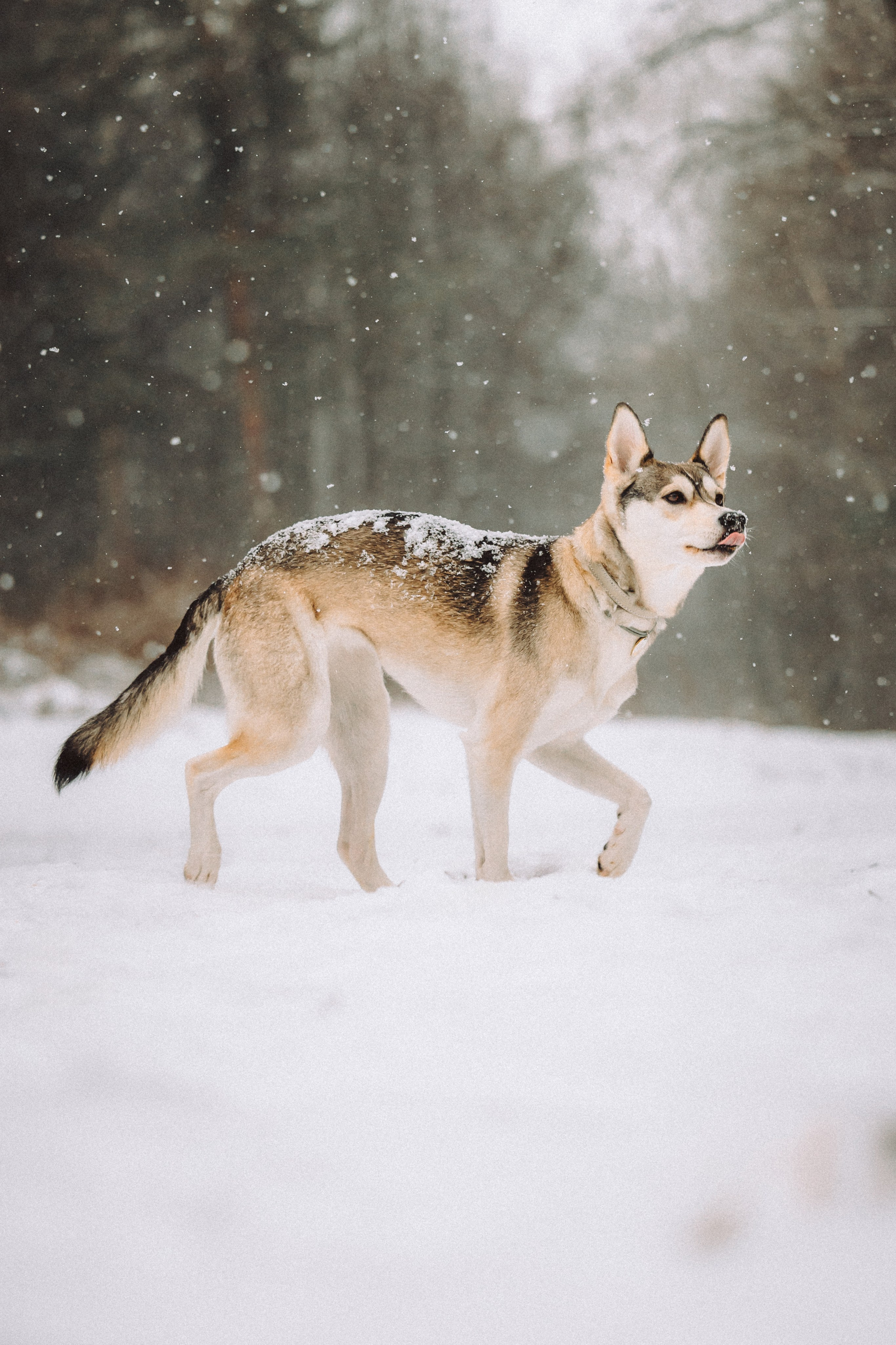 Аня и Рокси
