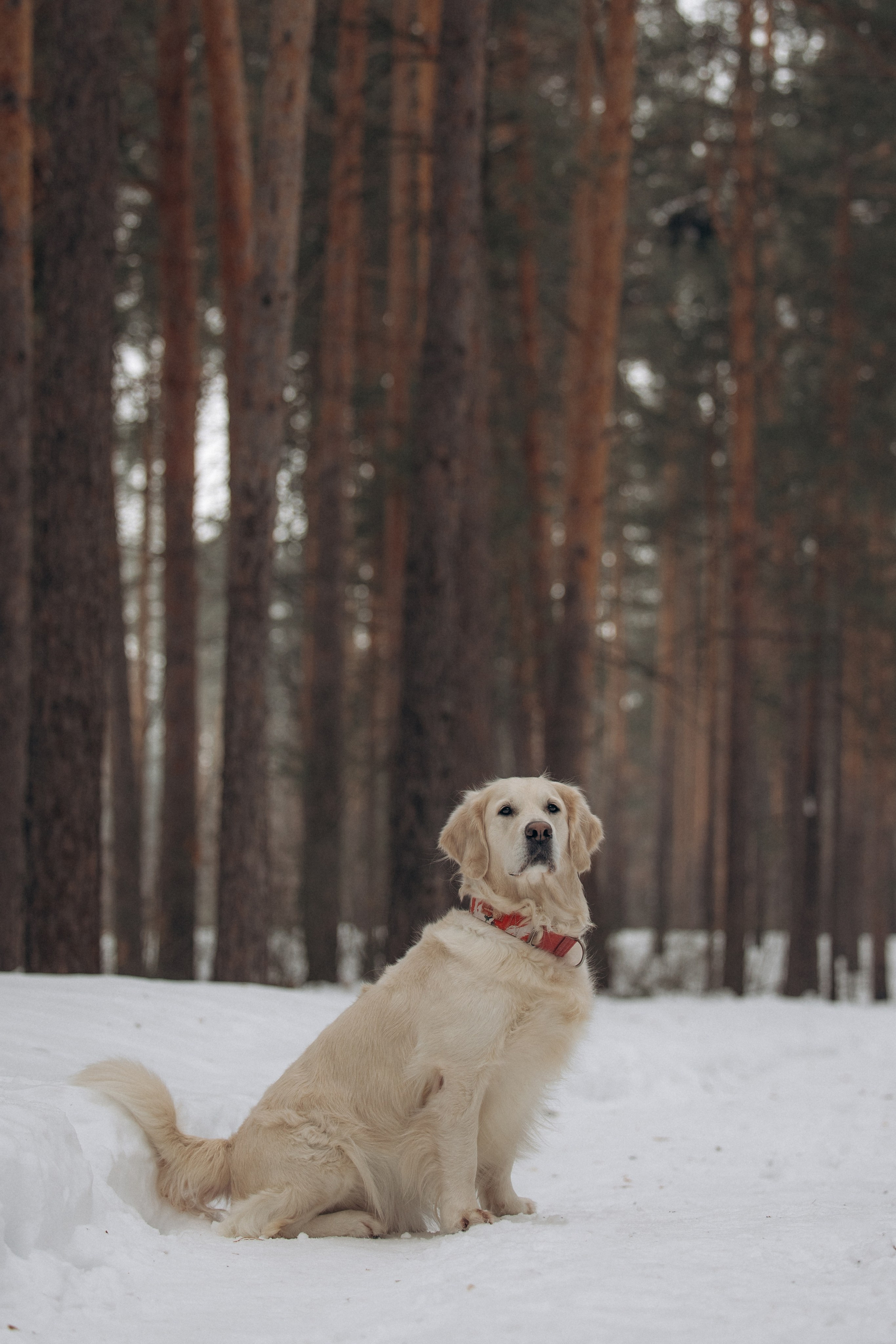 Зима. Лес. Татьяна и Делла. Фотограф анималист в Казани Алина Сулейманова. Фотограф животных