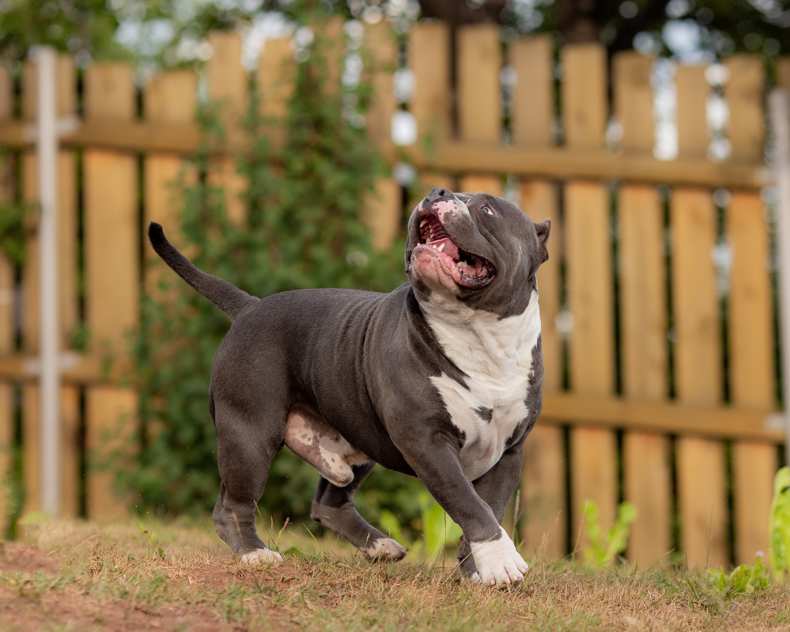 Наталья и булли. Фотограф Анималист в Перми Анастасия Остерман