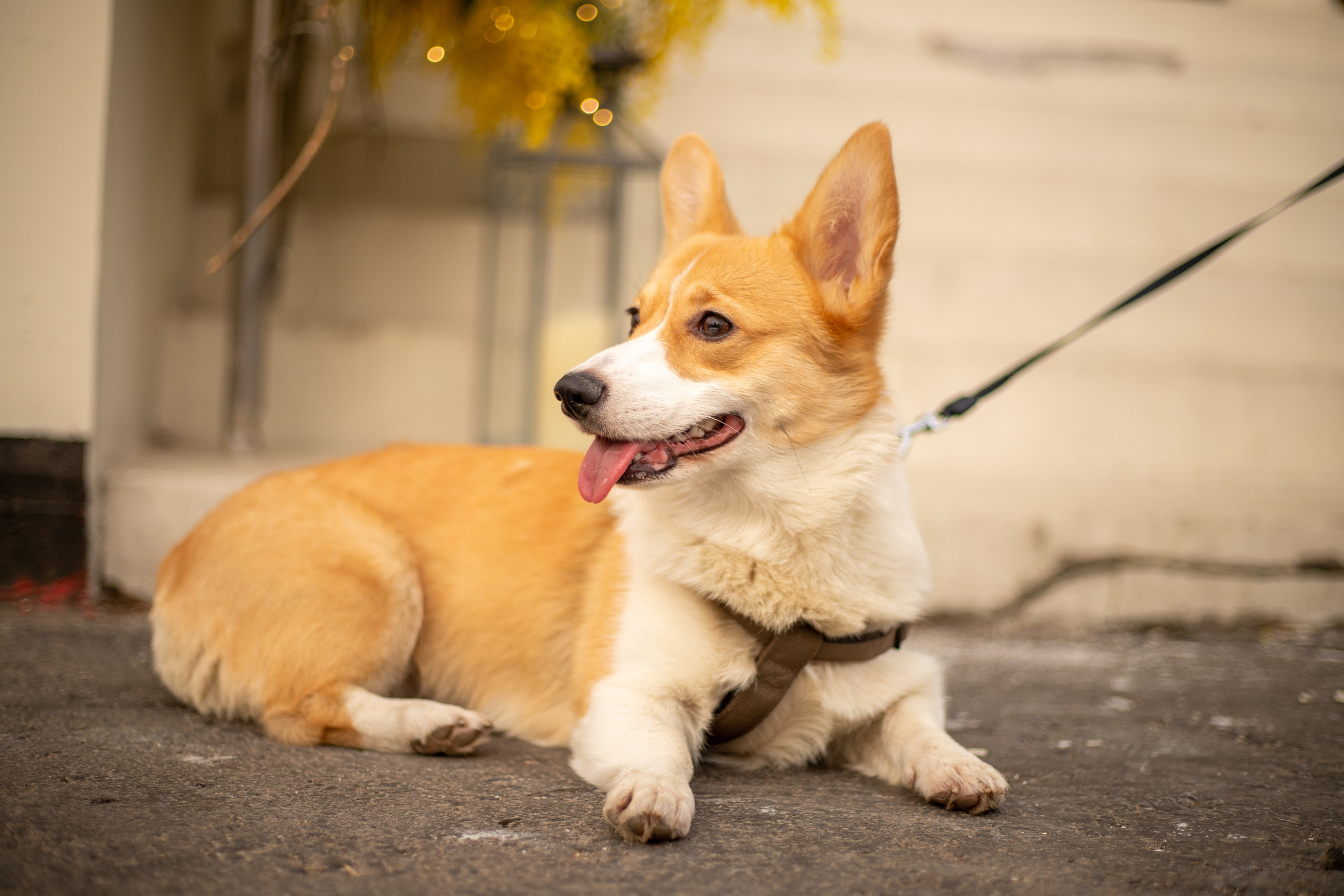 Домашние питомцы. Фотосессии с лошадьми в Москве и МО