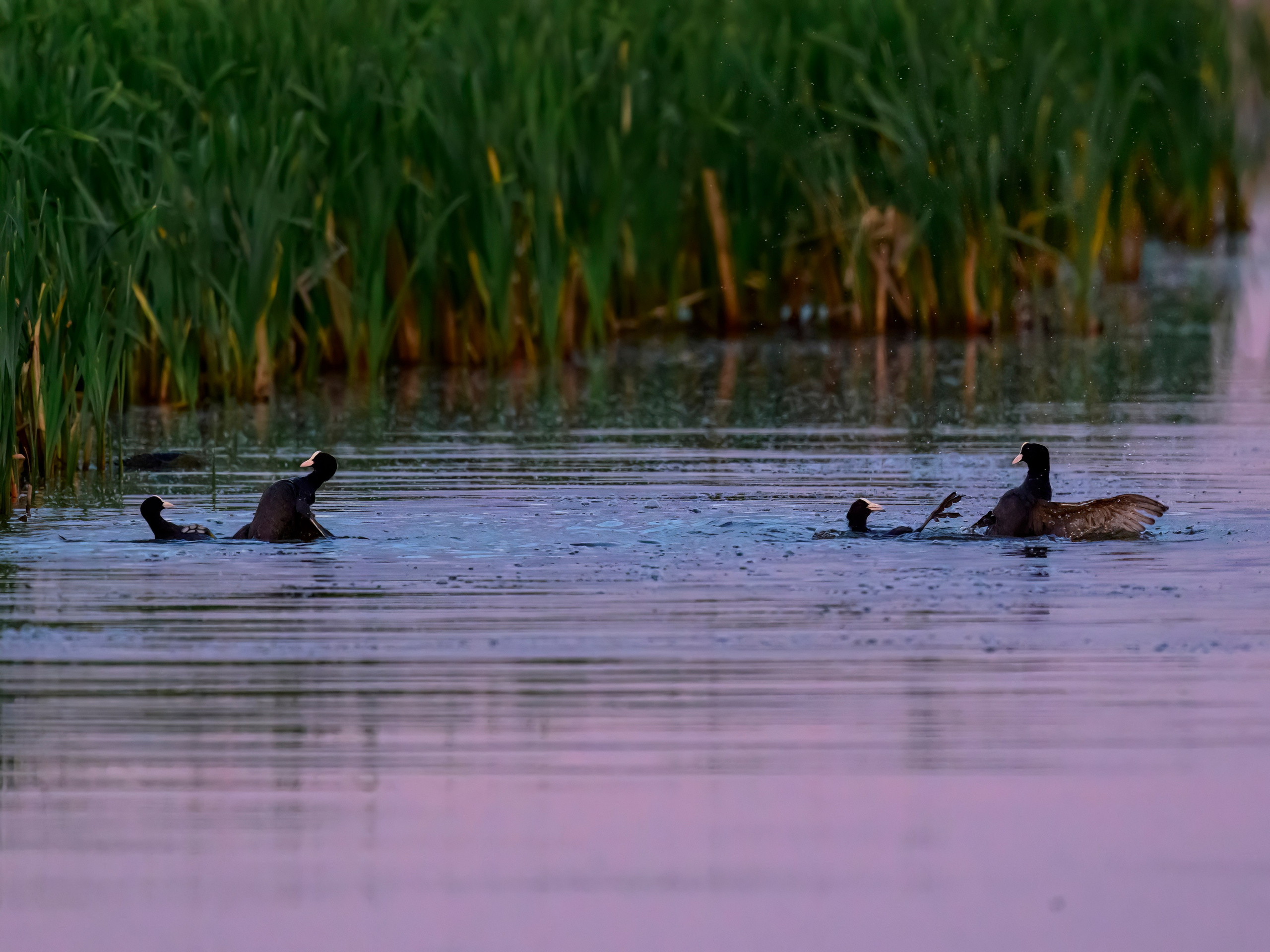 Драки лысух и лунь. Wildlife photography by Sergey Puponin