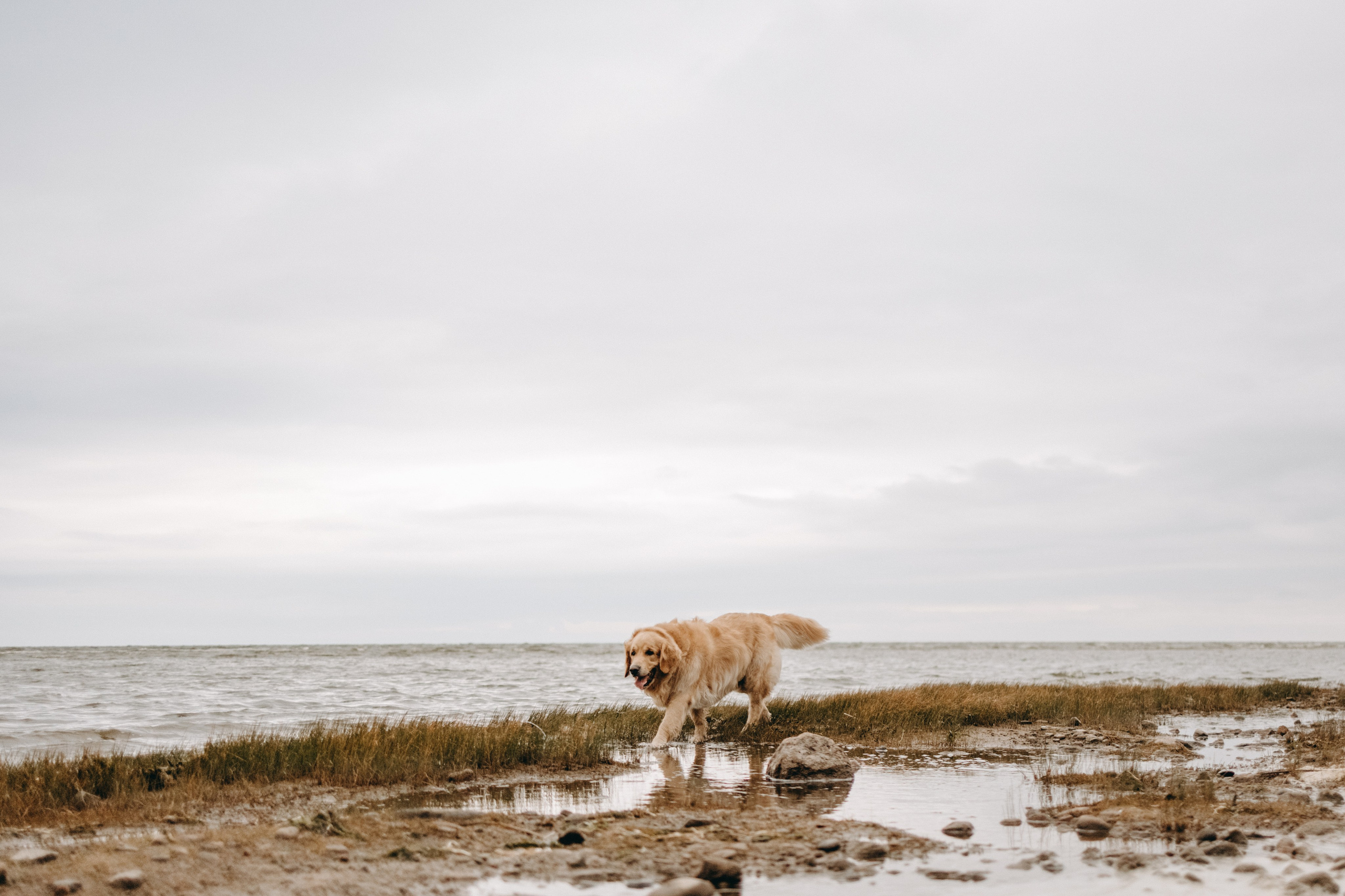 Фоси и его семьи. Фотограф — Анималист | Санкт-Петербург