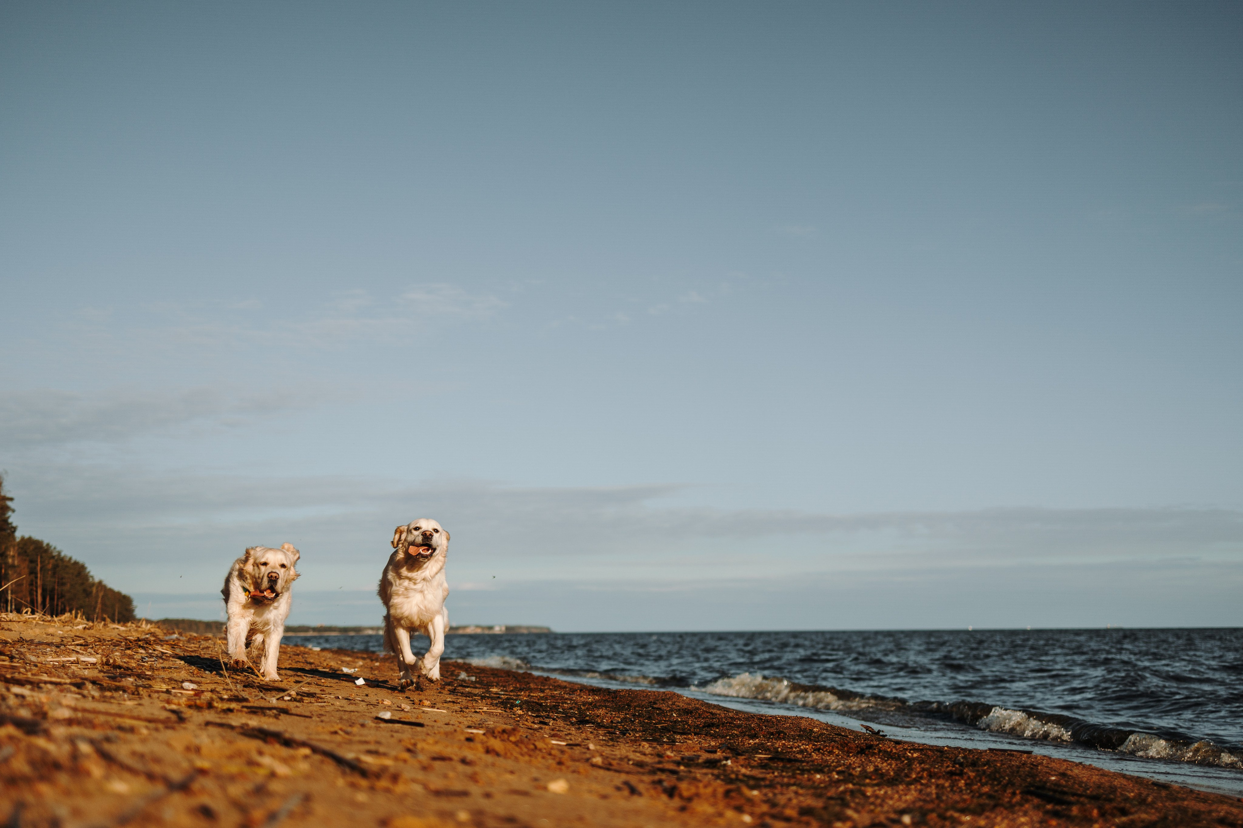 Катя и ее девочки. Фотограф — Анималист | Санкт-Петербург