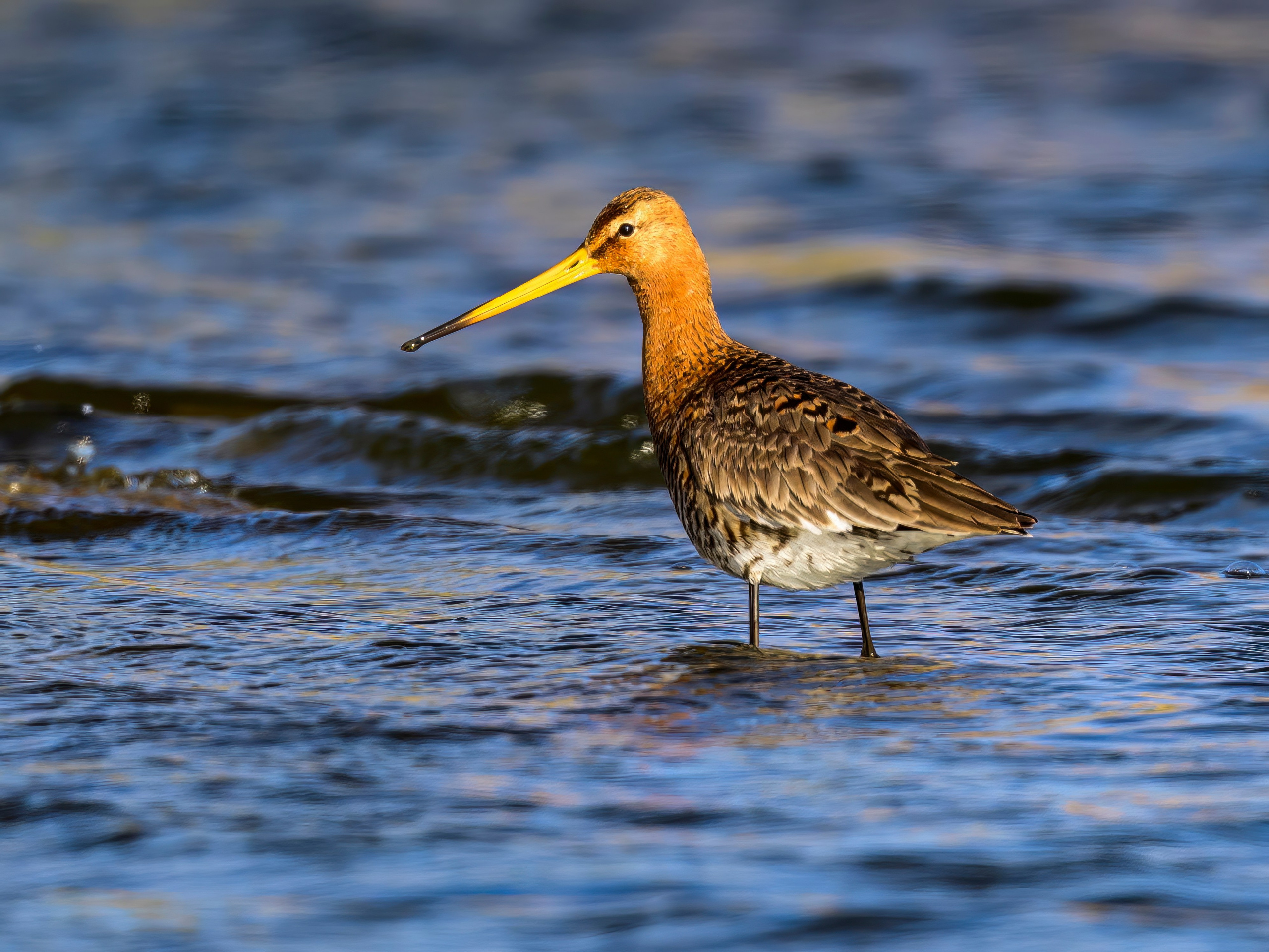 Веретенник. Фотограф Сергей Пупонин