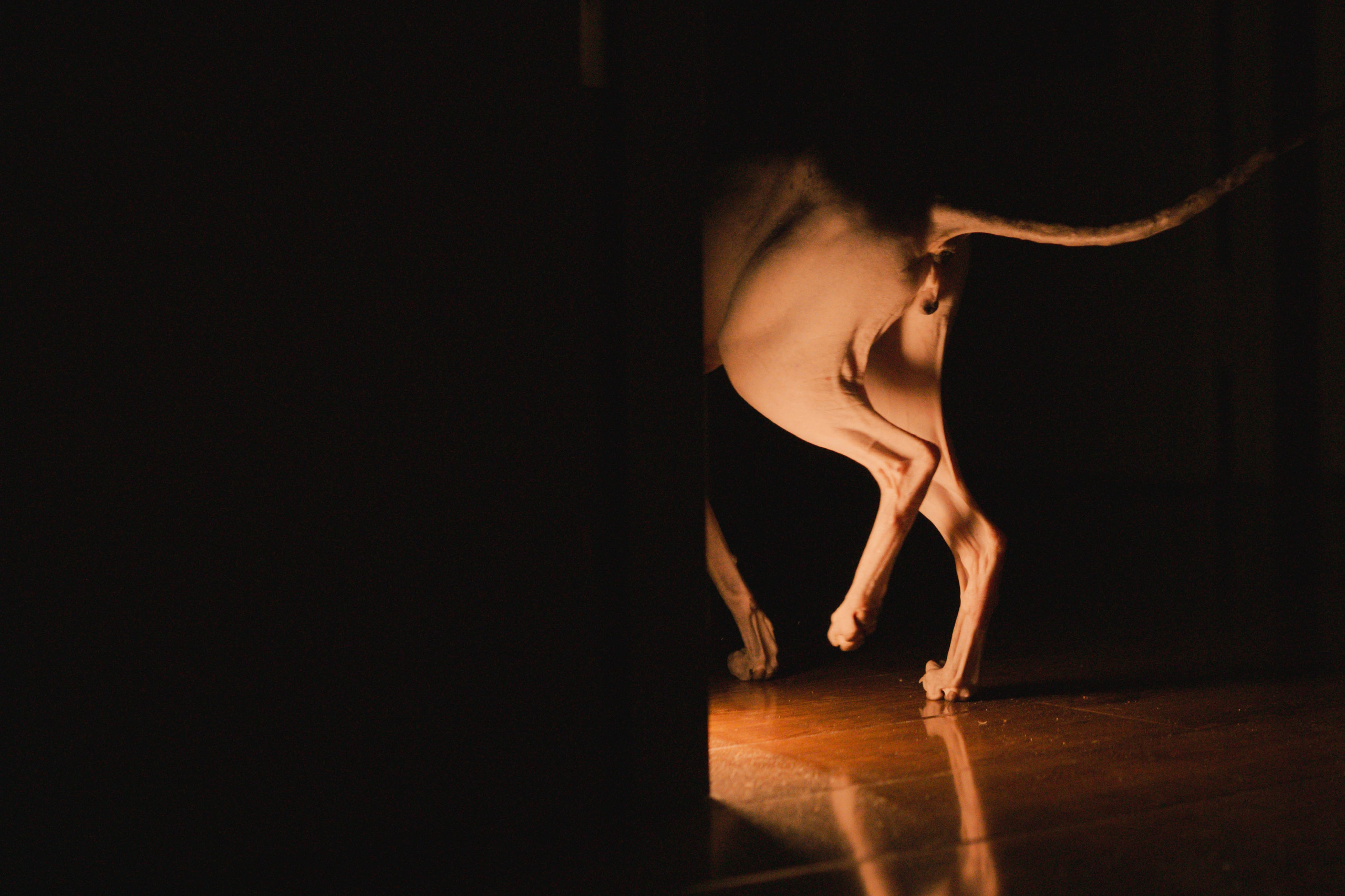 Бандит. Фотограф-анималист Ксения Воробьева, Москва