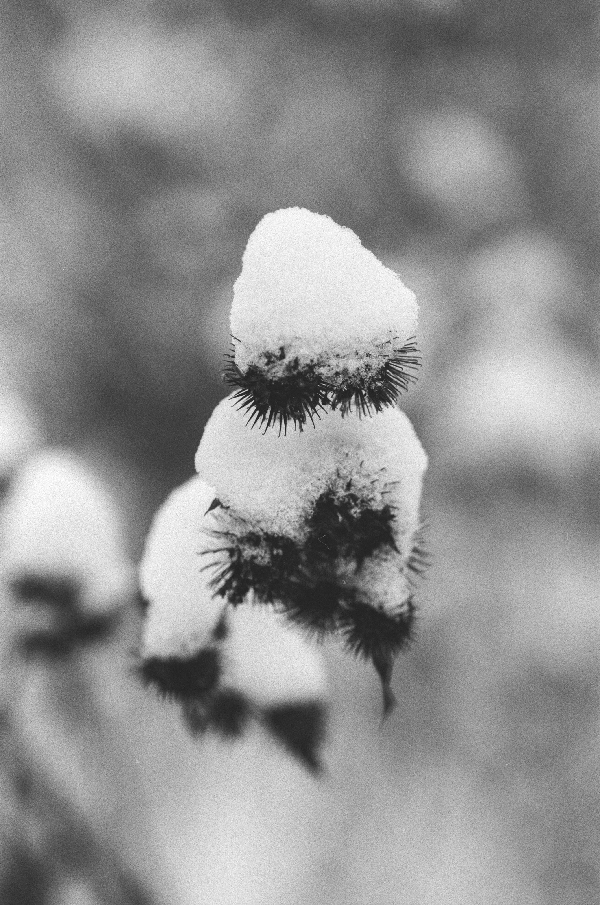 Contax N1 / Carl Zeiss Makro Sonnar 100 mm f/2.8 / Давыдовское