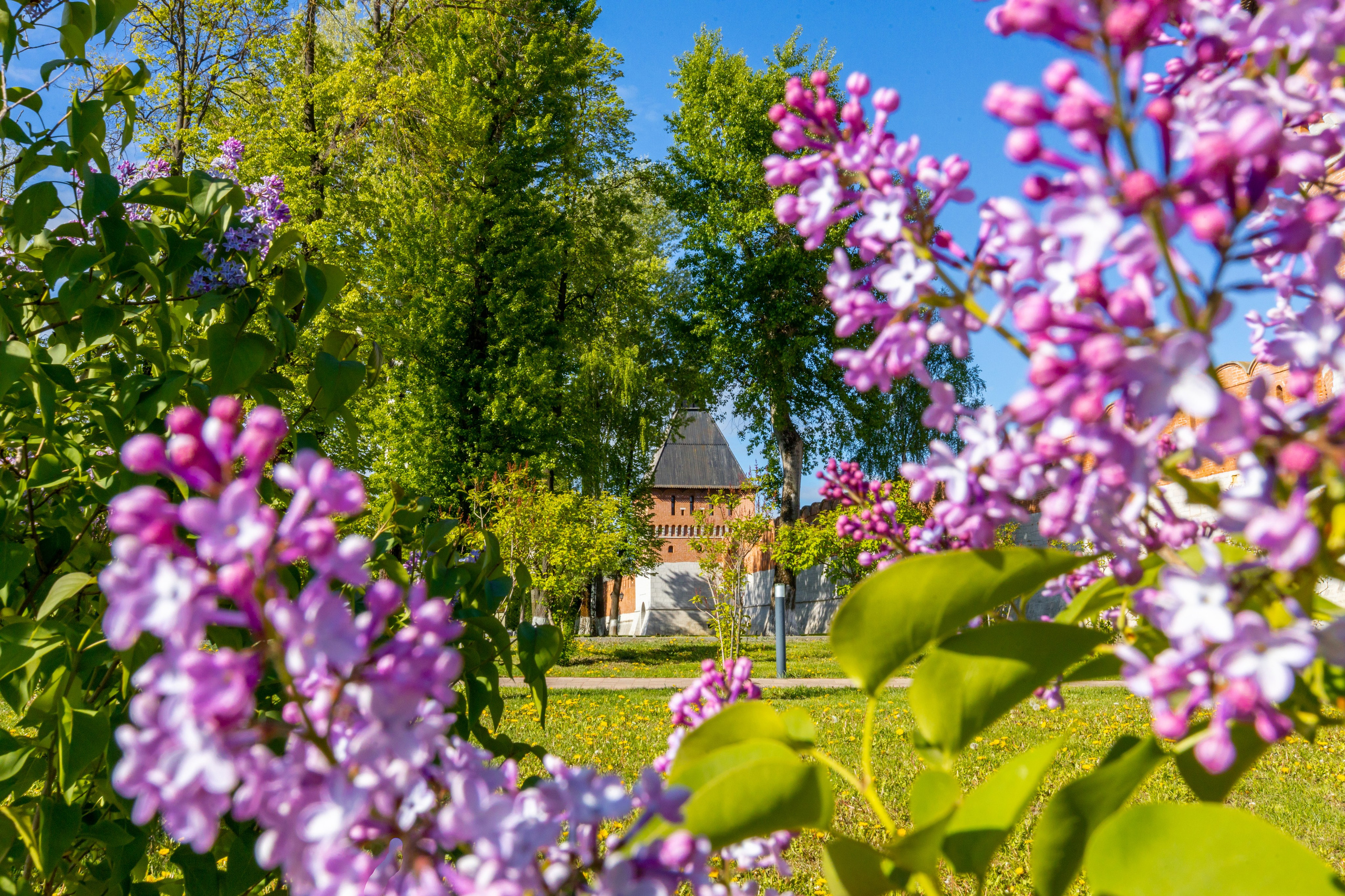 Весеннее цветение в Туле. Фотограф в Туле Крупский АнДРей. Фотостудия «КАДР71» в Туле