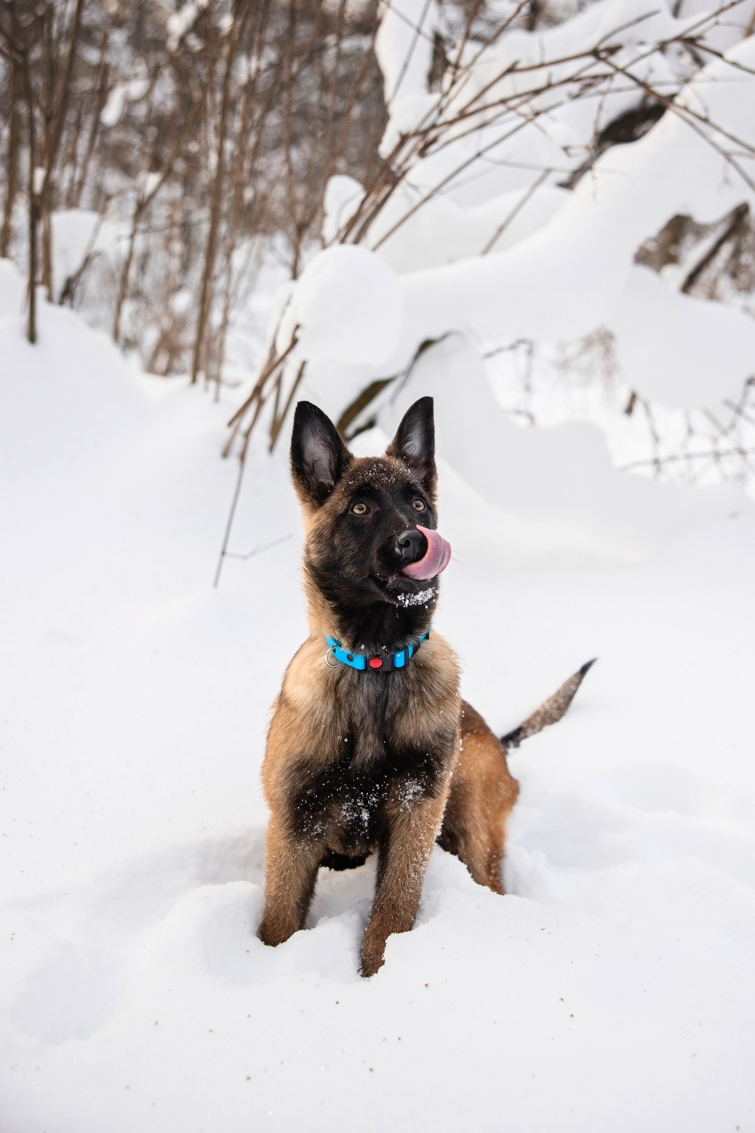 Бэлла и Панда. Анастасия Белаш