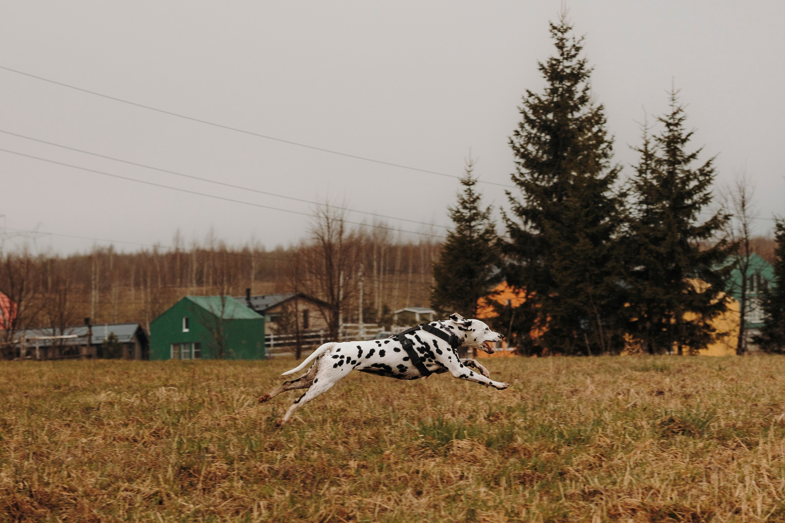 Смена в «DogCamp». Анастасия Белаш