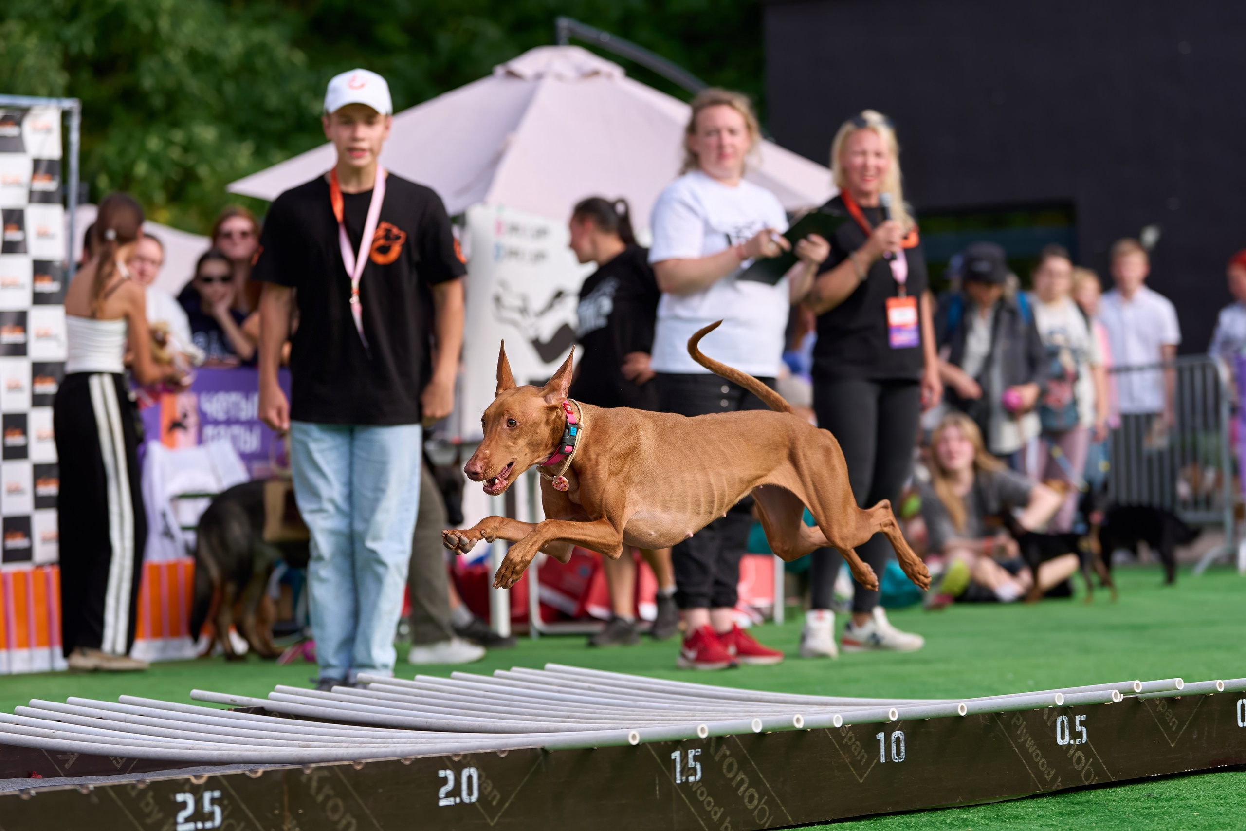 4 лапы Фест. Многоборье. Фотограф-анималист Михаил Манухин