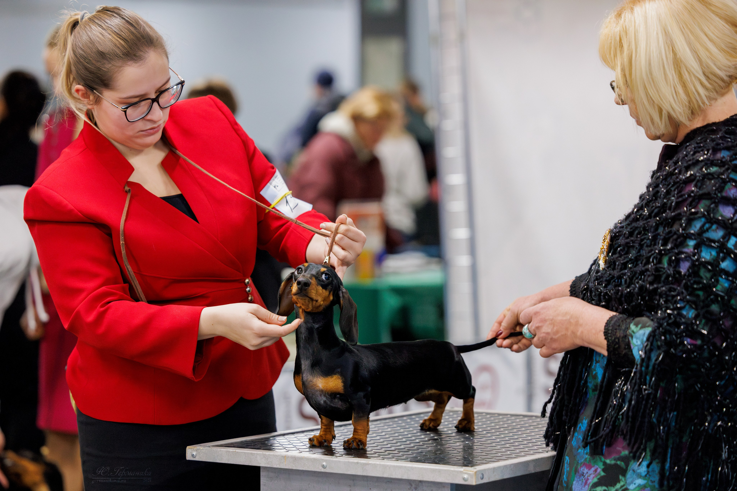 Крокус 21.12.2024,Сфера 29.12.2024. Фотограф-анималист Юлия Германика
