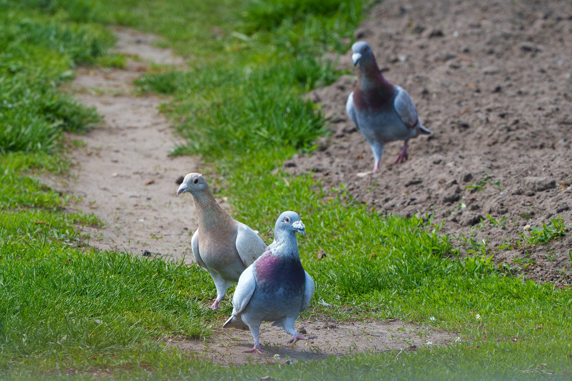 Удивительные мир птиц. Вокруг нас столько прекрасного — присмотритесь!. Ваш личный фотограф Марина Волкова