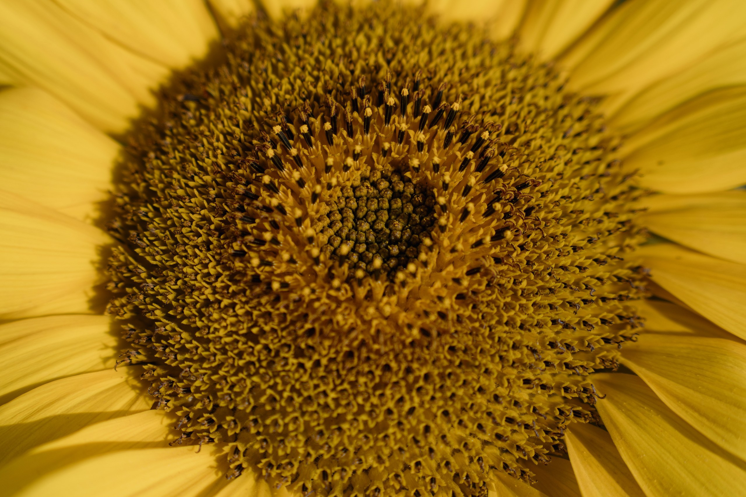 «Красиво быть СЧАСТЛИВЫМИ». Фотограф Томск, Новосибирск Влад Свириденко