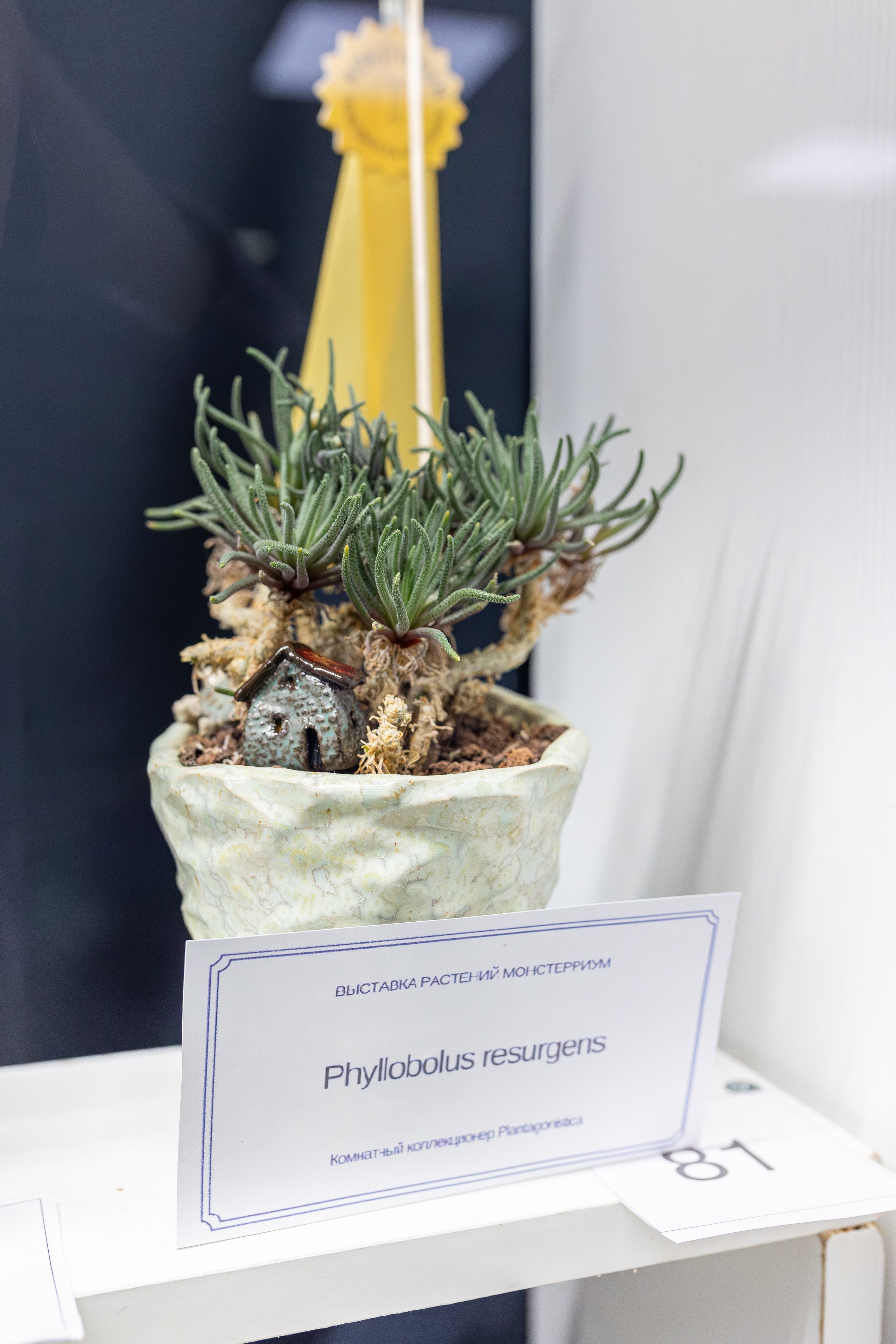 Монстериум апрель 2026. Александра Куликова фотограф, Москва