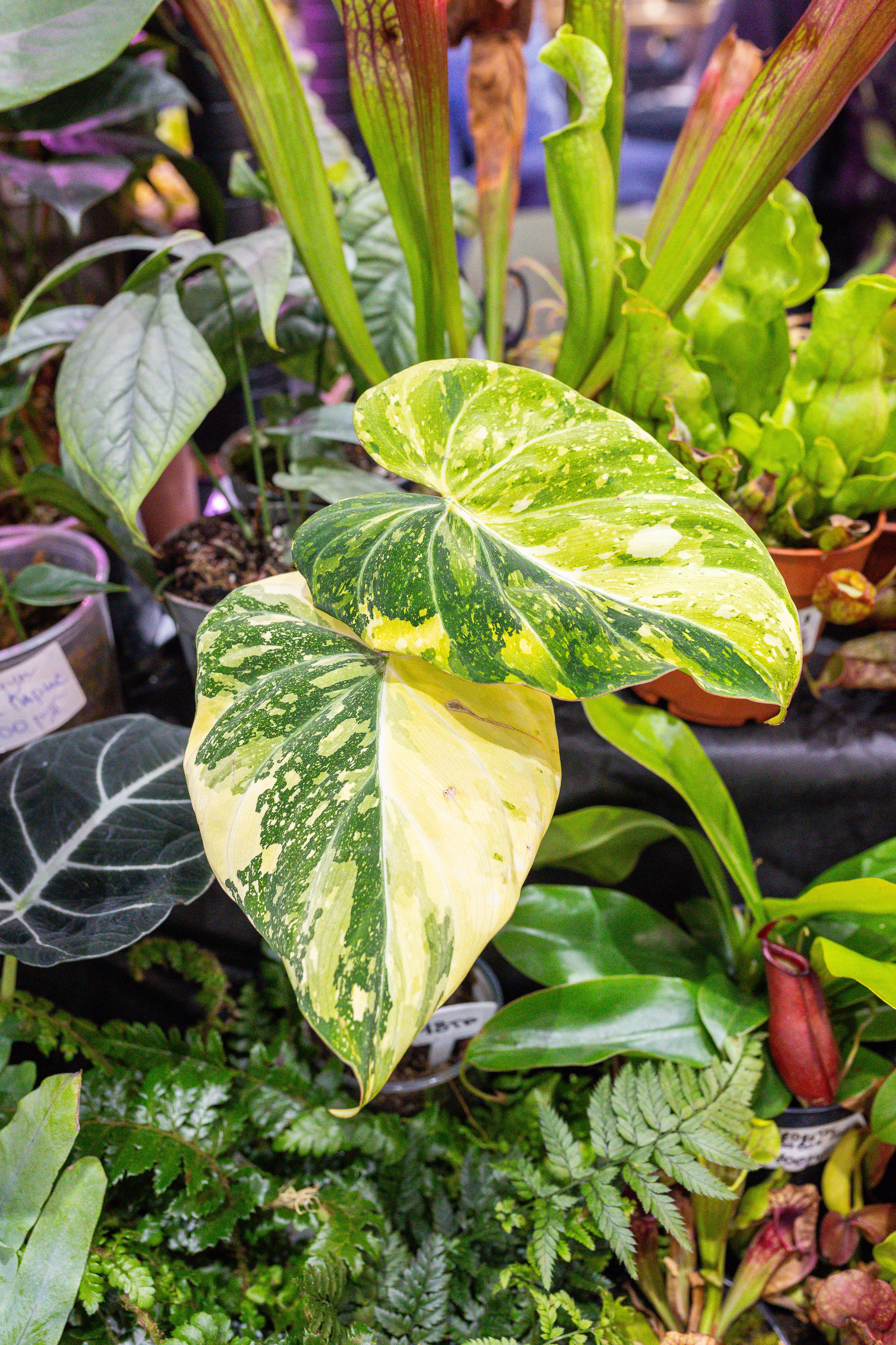 Монстериум 11–12 октября. Александра Куликова фотограф, Москва