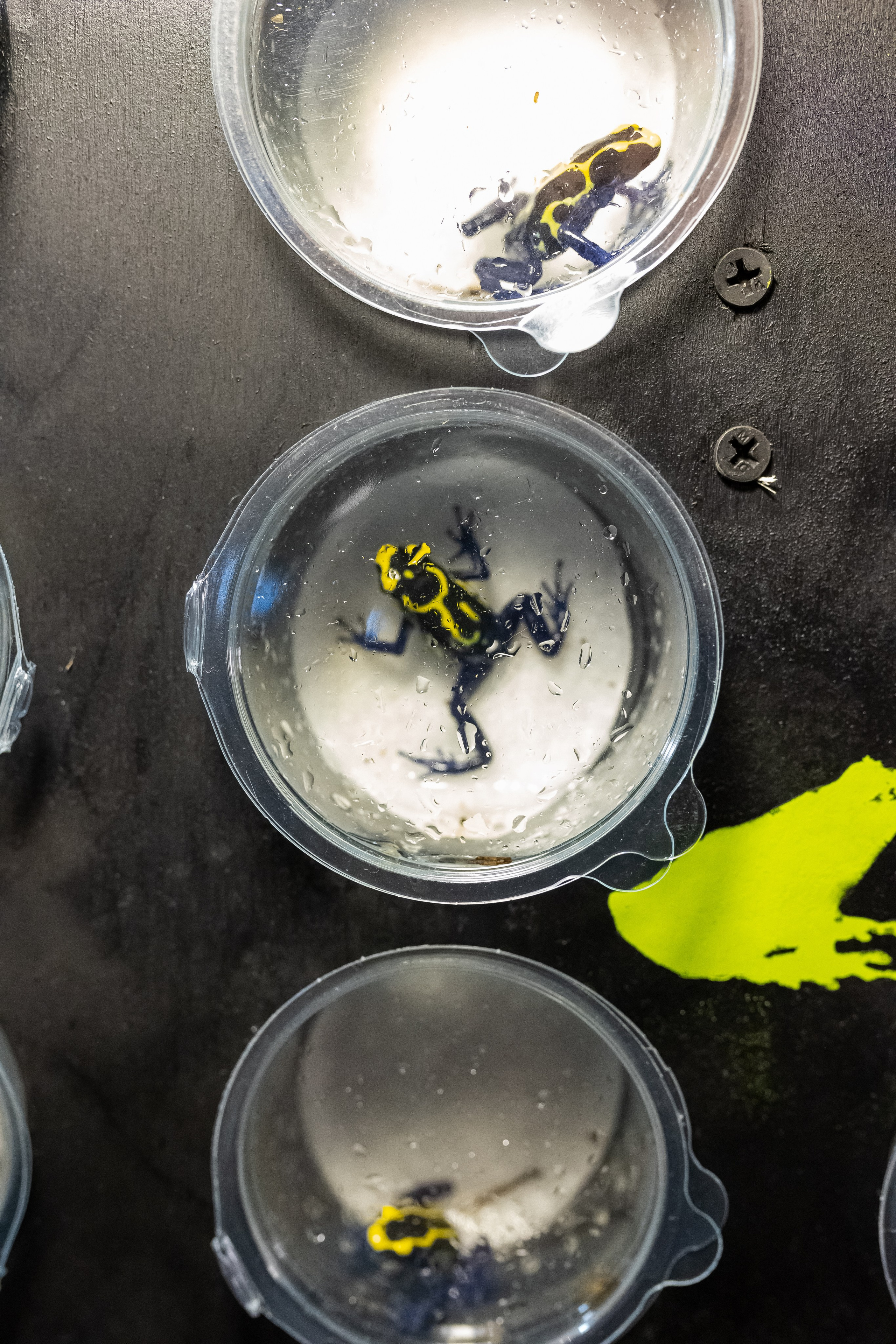 Рептилиум 2024. Александра Куликова фотограф, Москва